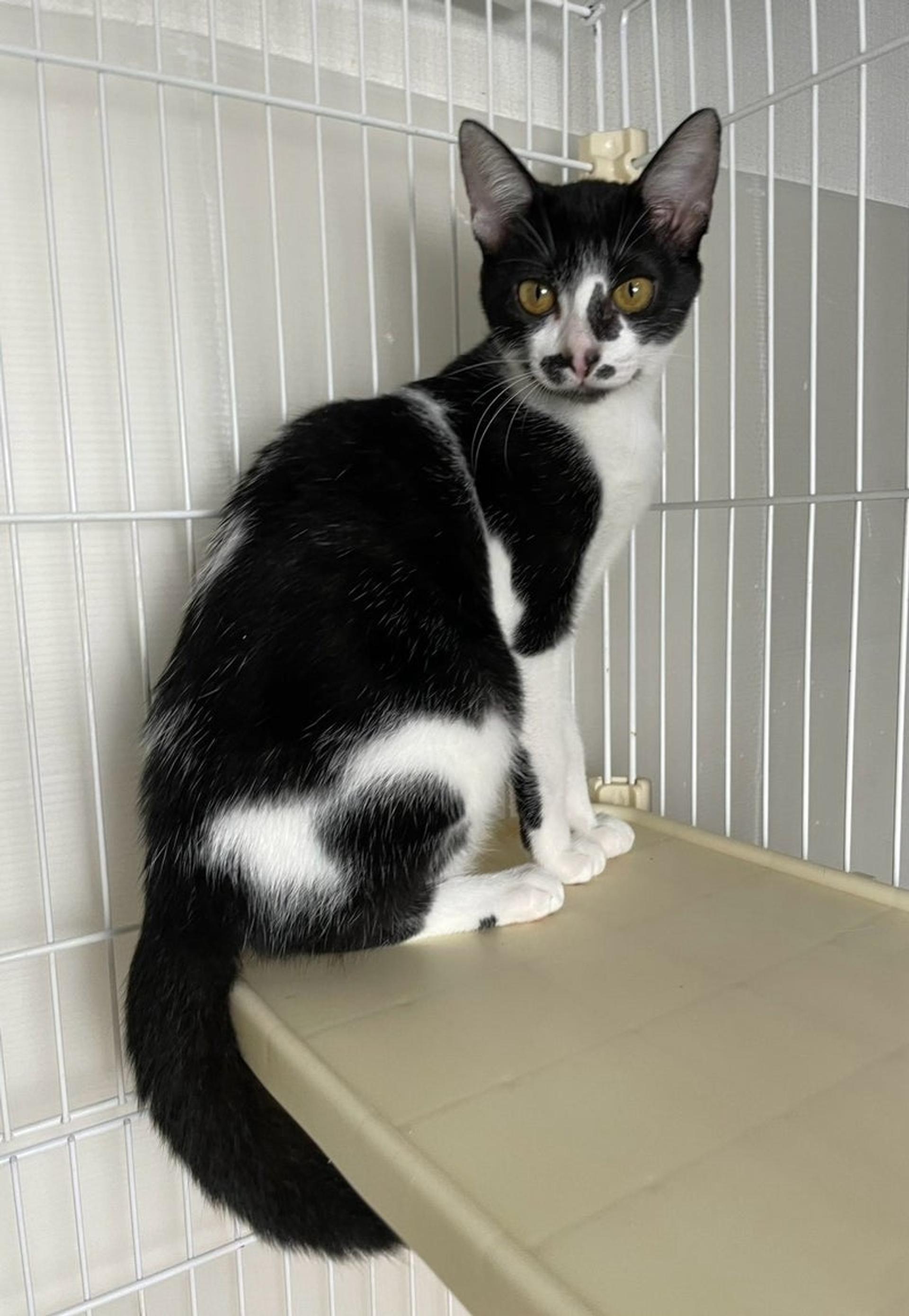 pet-image-2