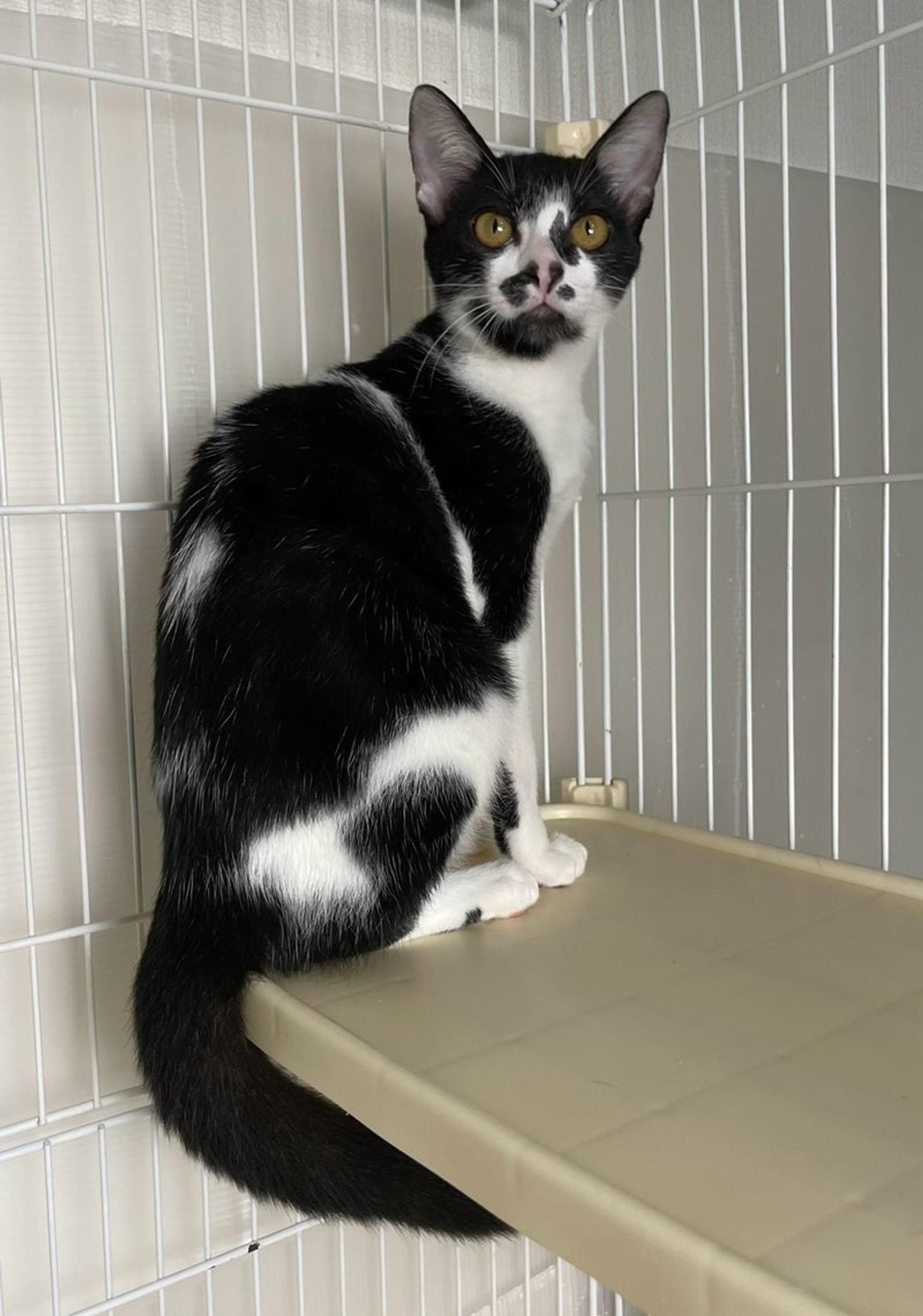 pet-image-4