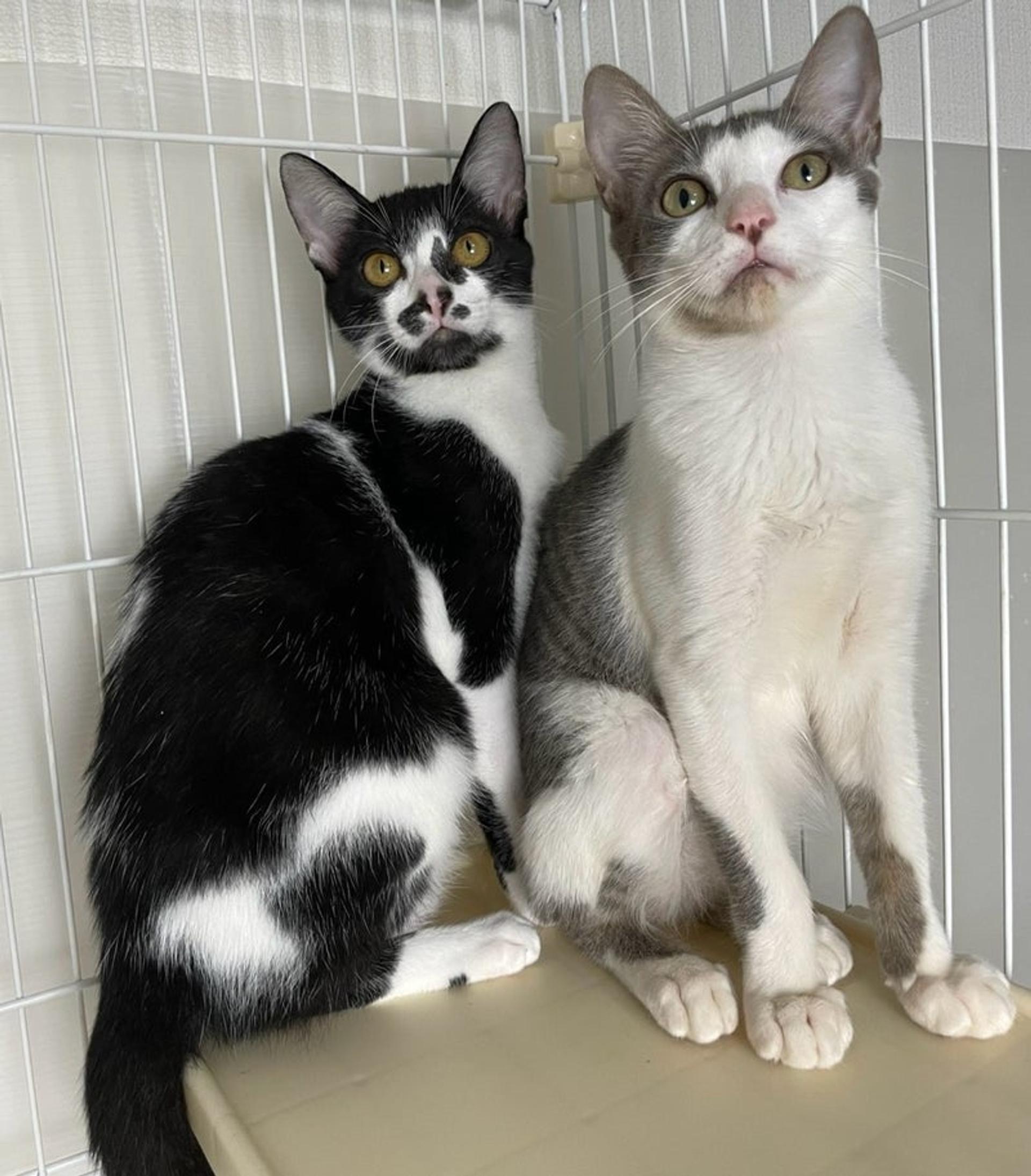 pet-image-5