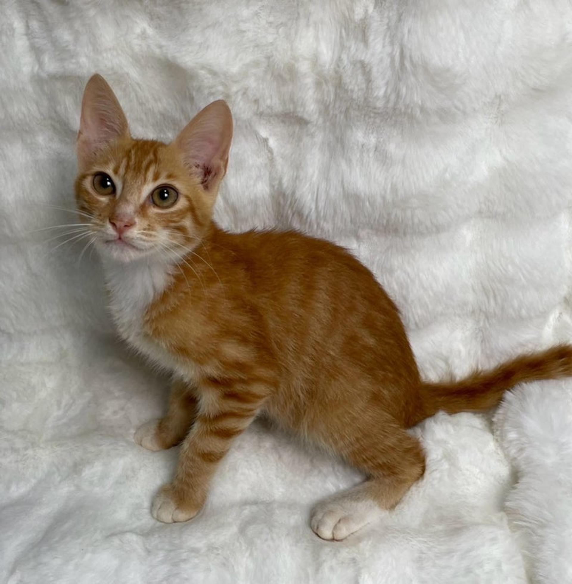 pet-image-4