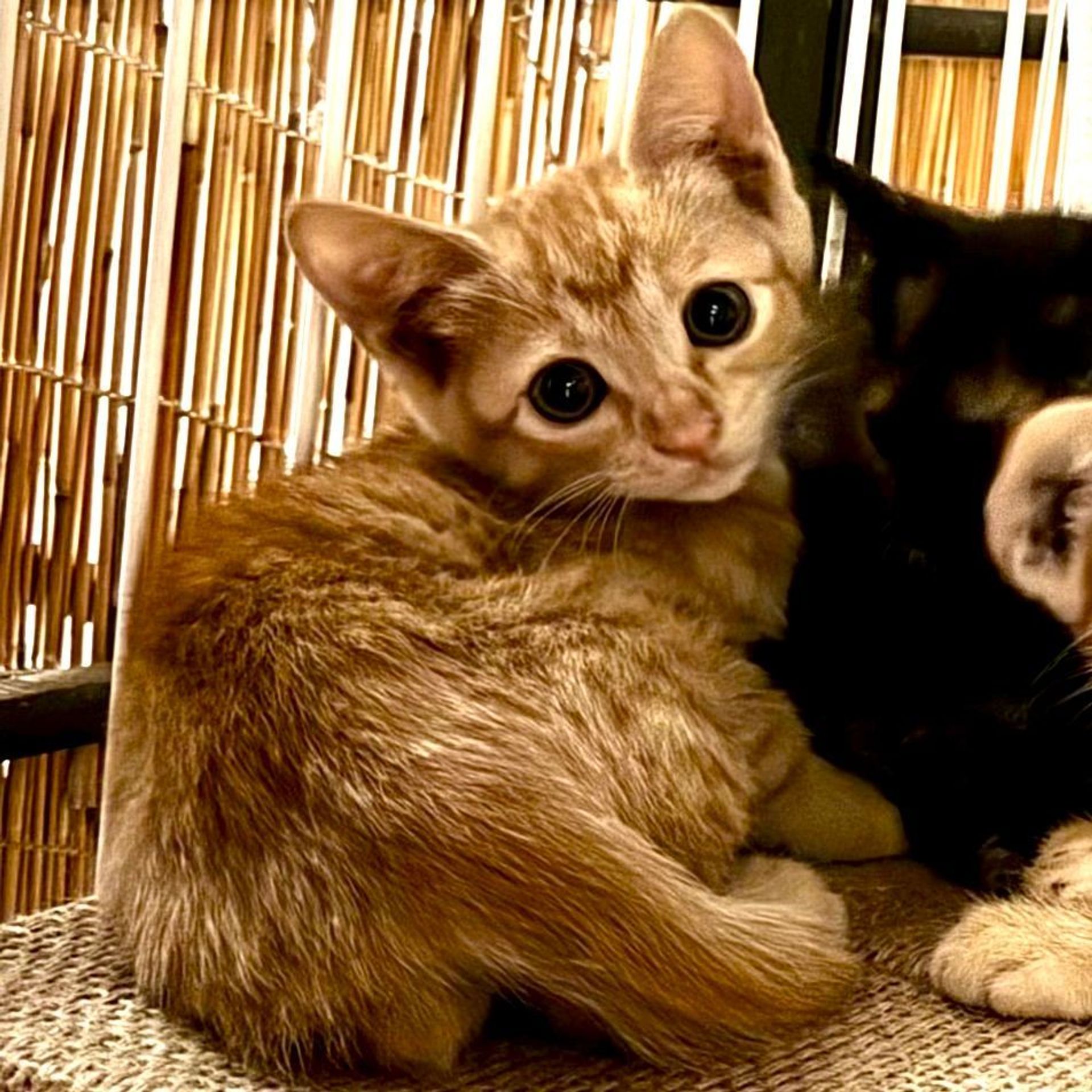 雑種（ミックス猫）・メスの里親募集の写真