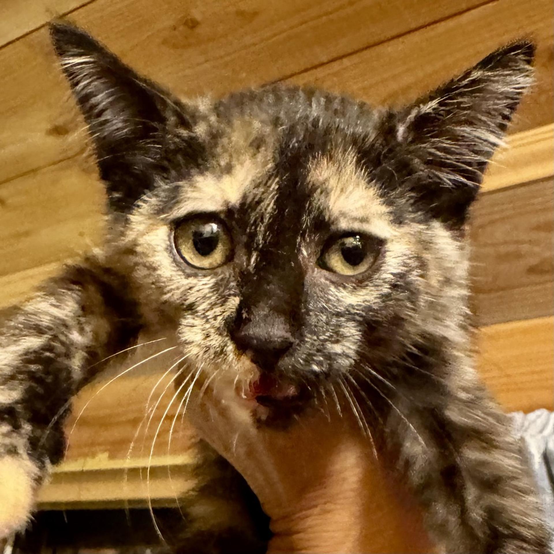 pet-image-3