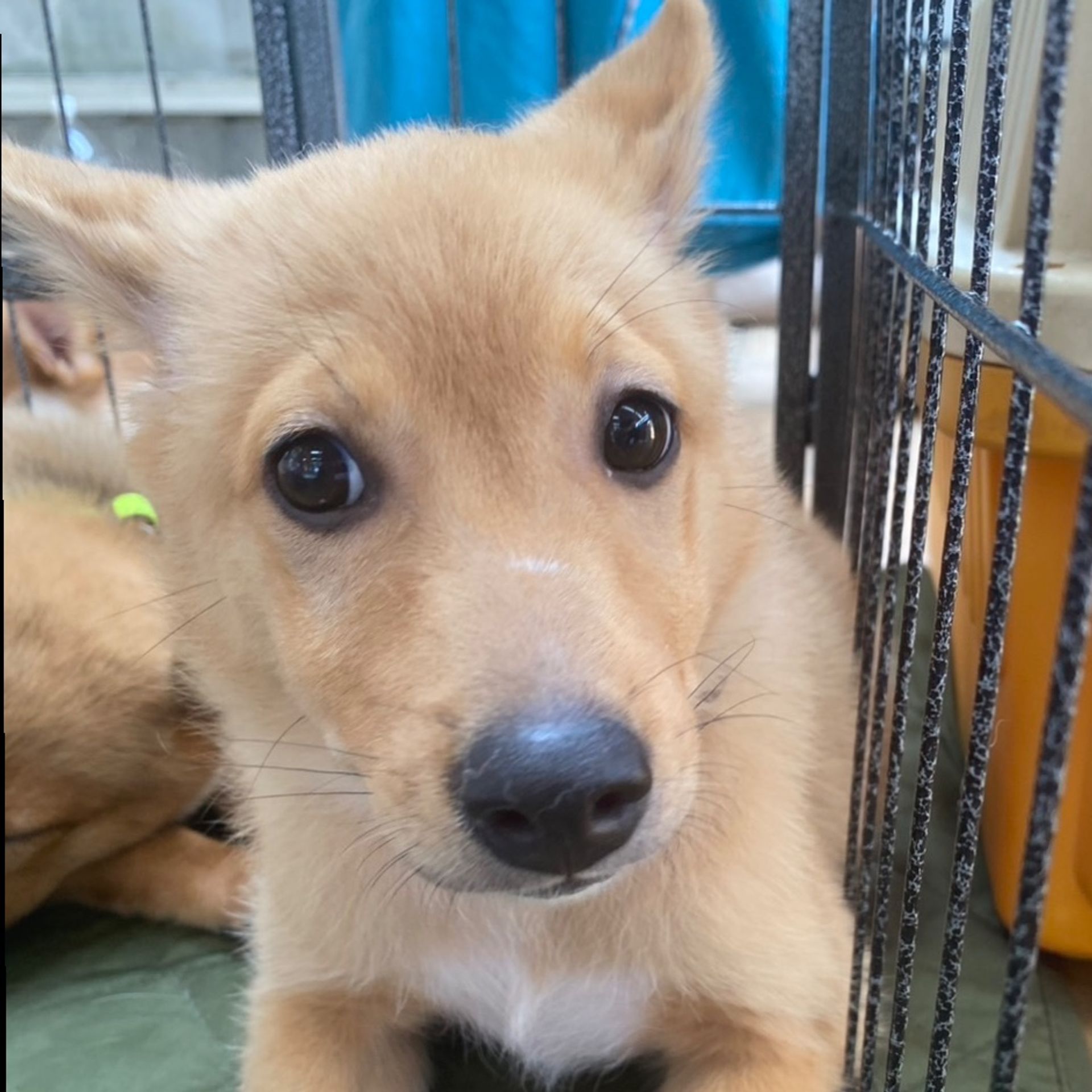 雑種（ミックス犬）・メスの里親募集の写真