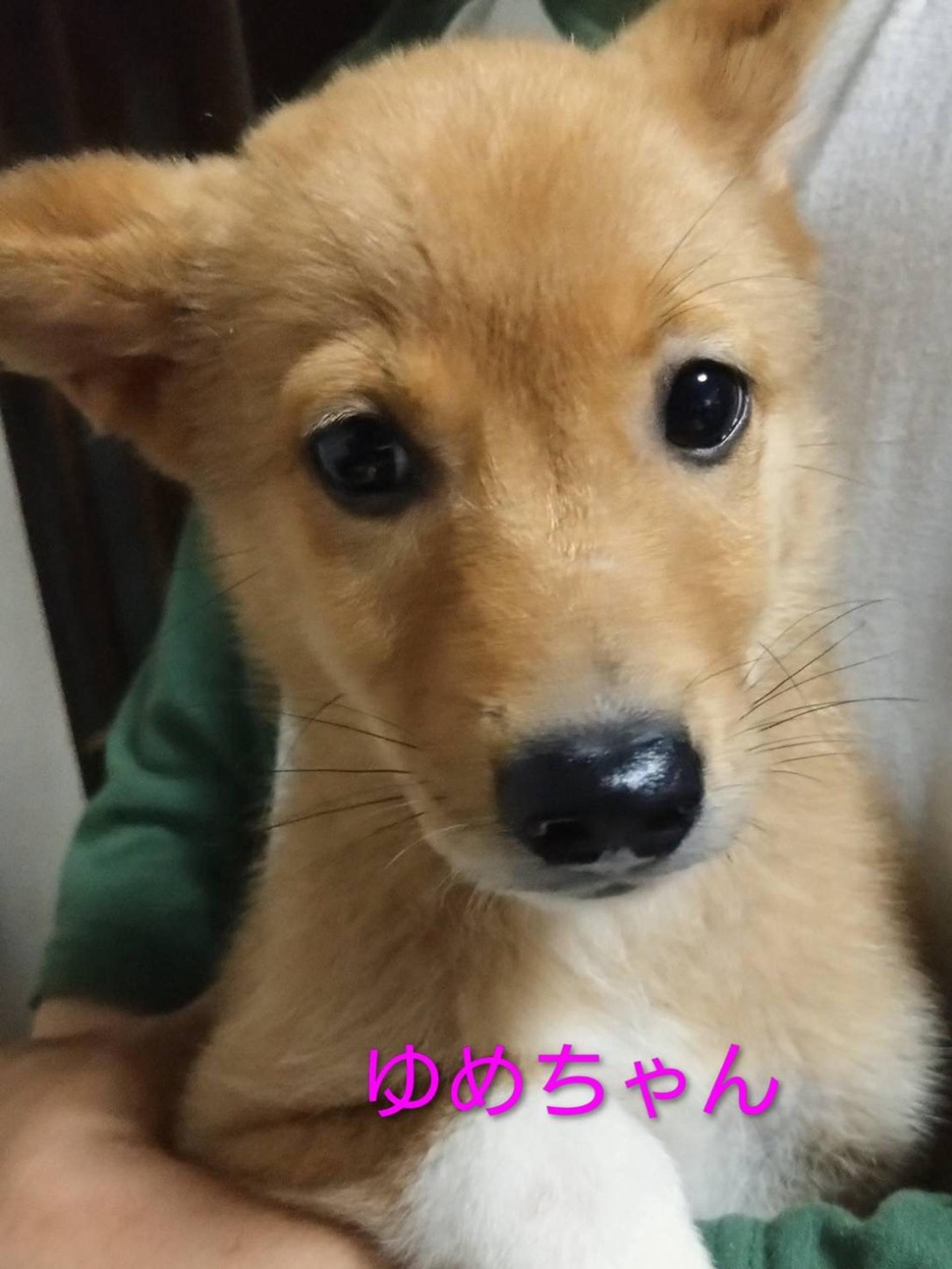 pet-image-2