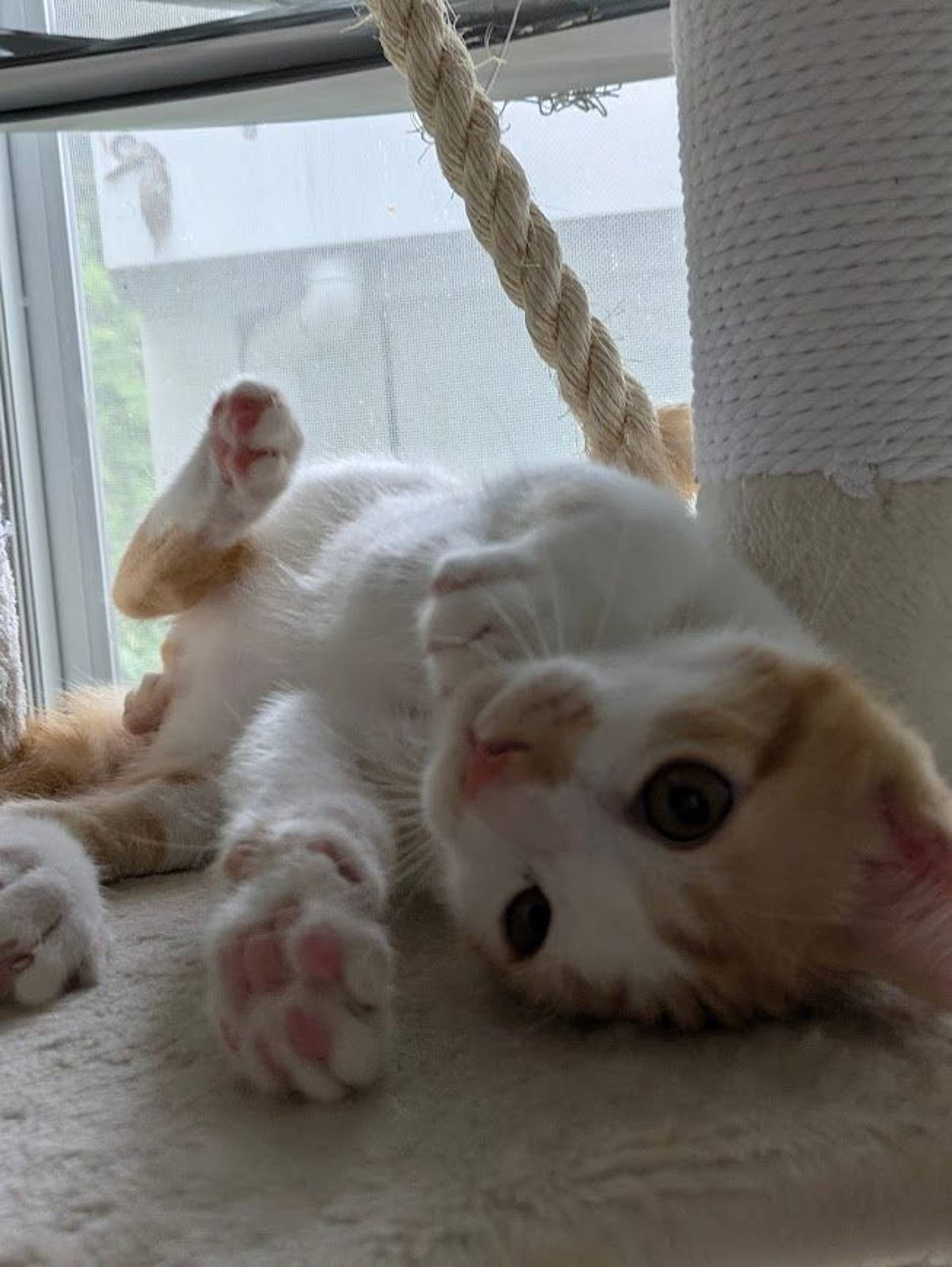 雑種（ミックス猫）・オスの里親募集の写真
