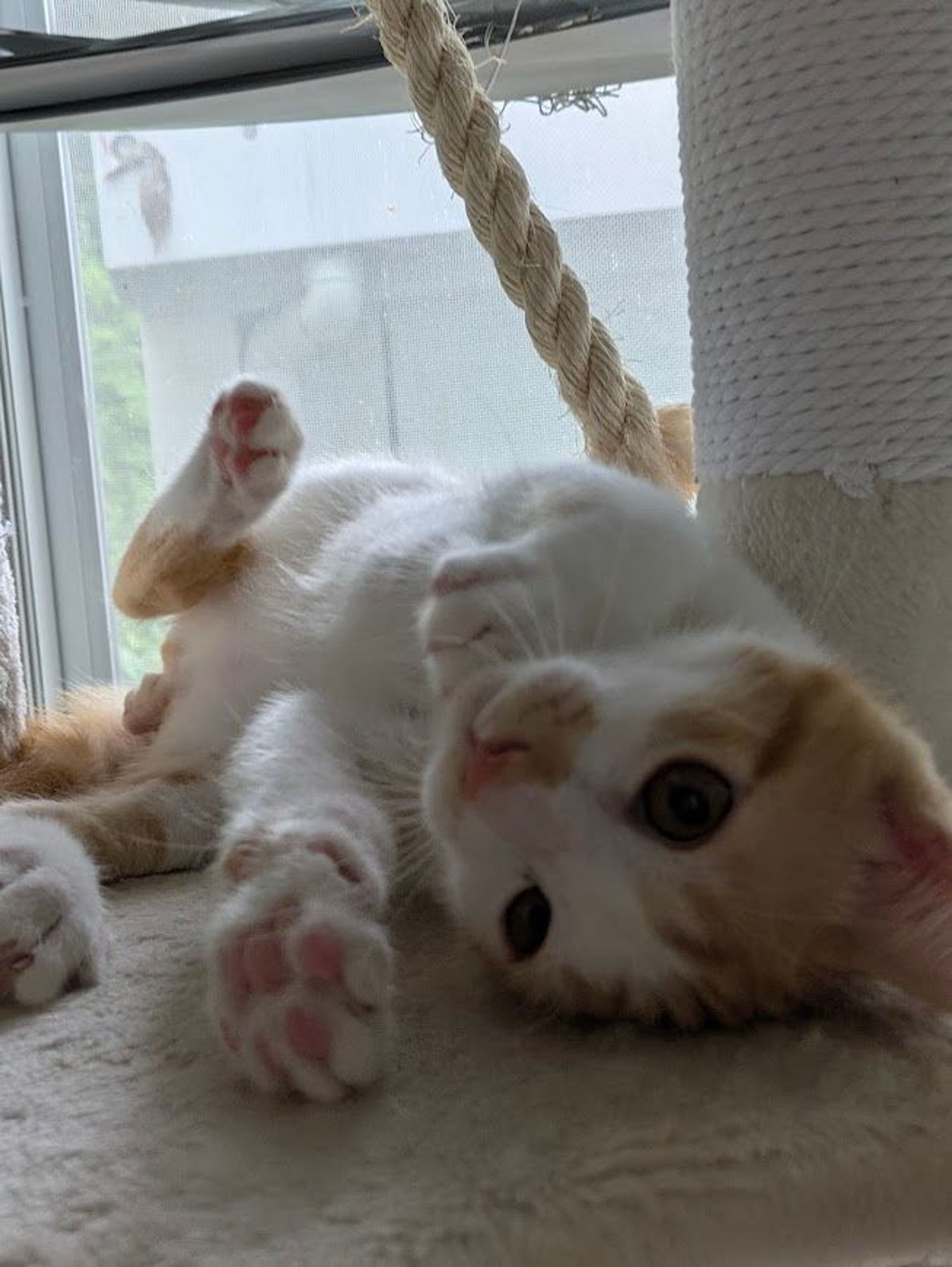 雑種（ミックス猫）・オスの里親募集の写真