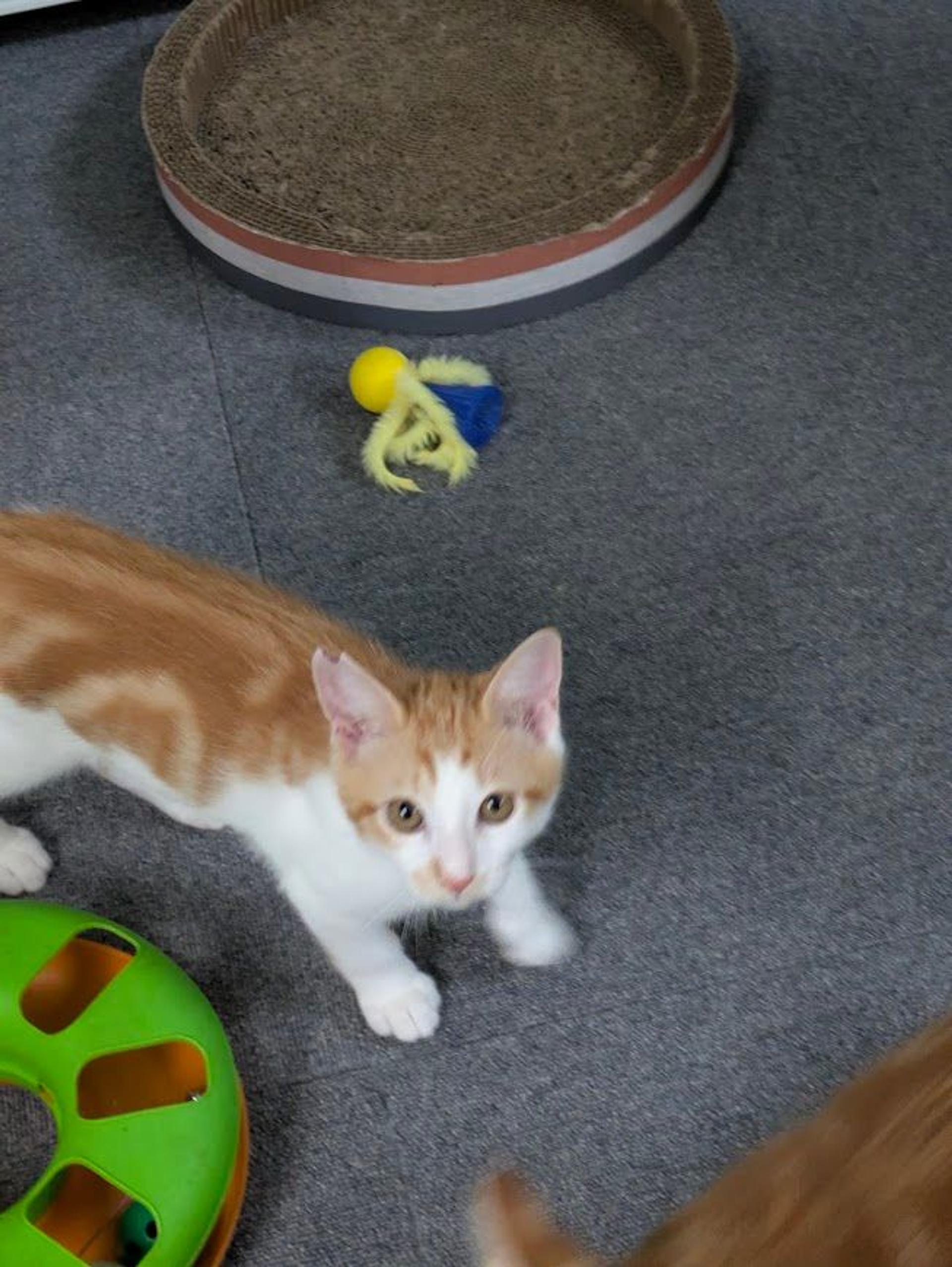 pet-image-3