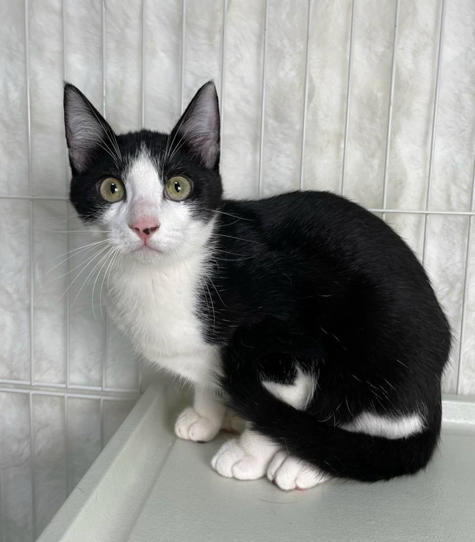 雑種（ミックス猫）・オスの里親募集の写真