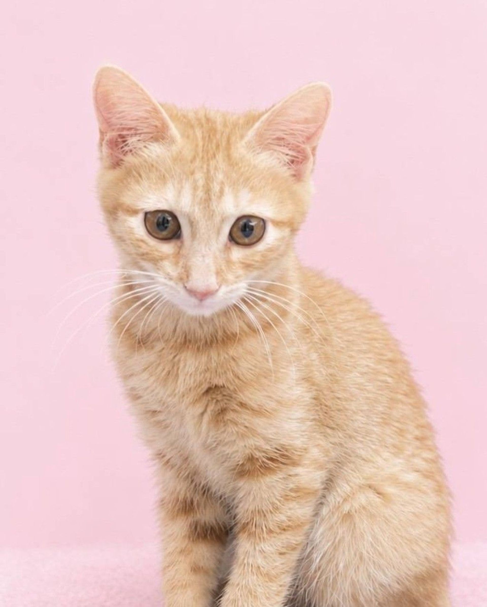 雑種（ミックス猫）・メスの里親募集の写真