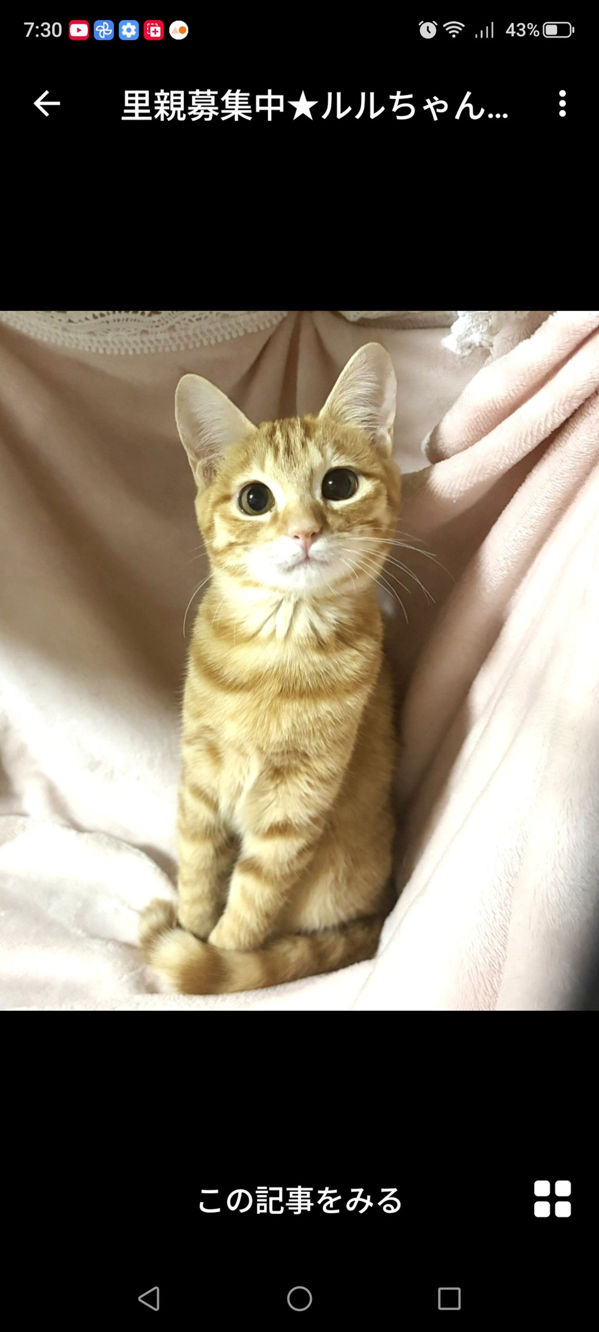 雑種（ミックス猫）・メスの里親募集の写真