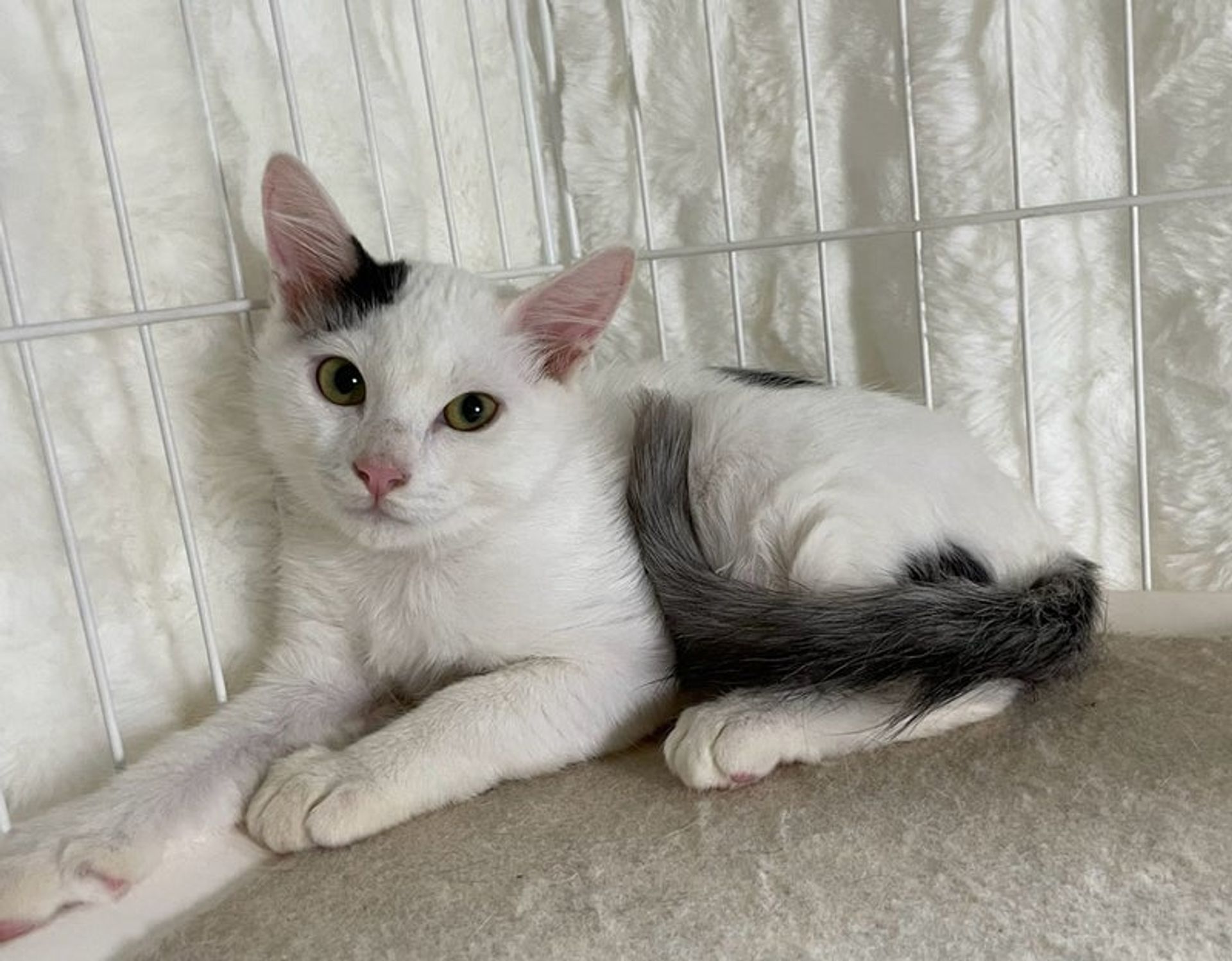 雑種（ミックス猫）・オスの里親募集の写真