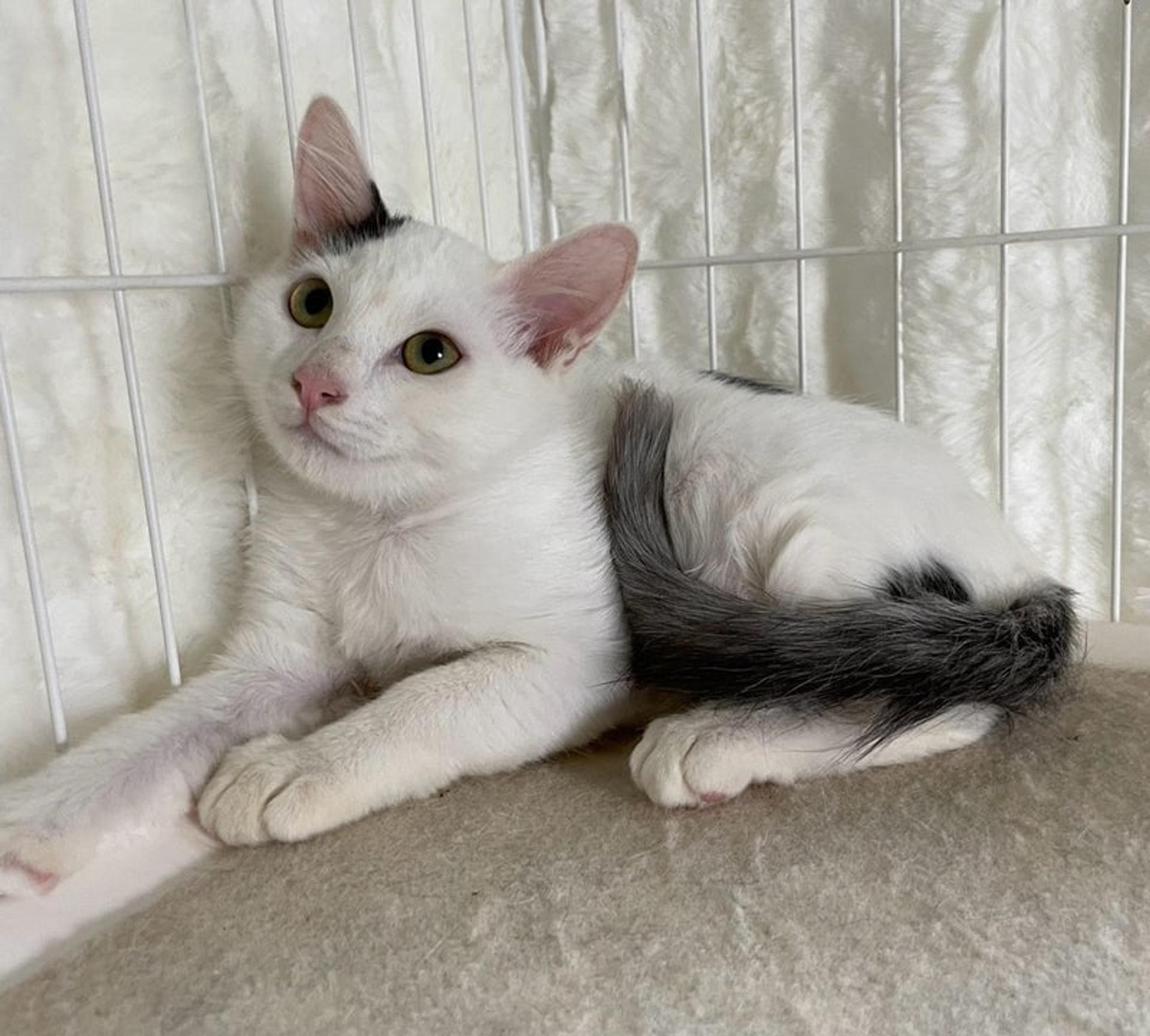 pet-image-2