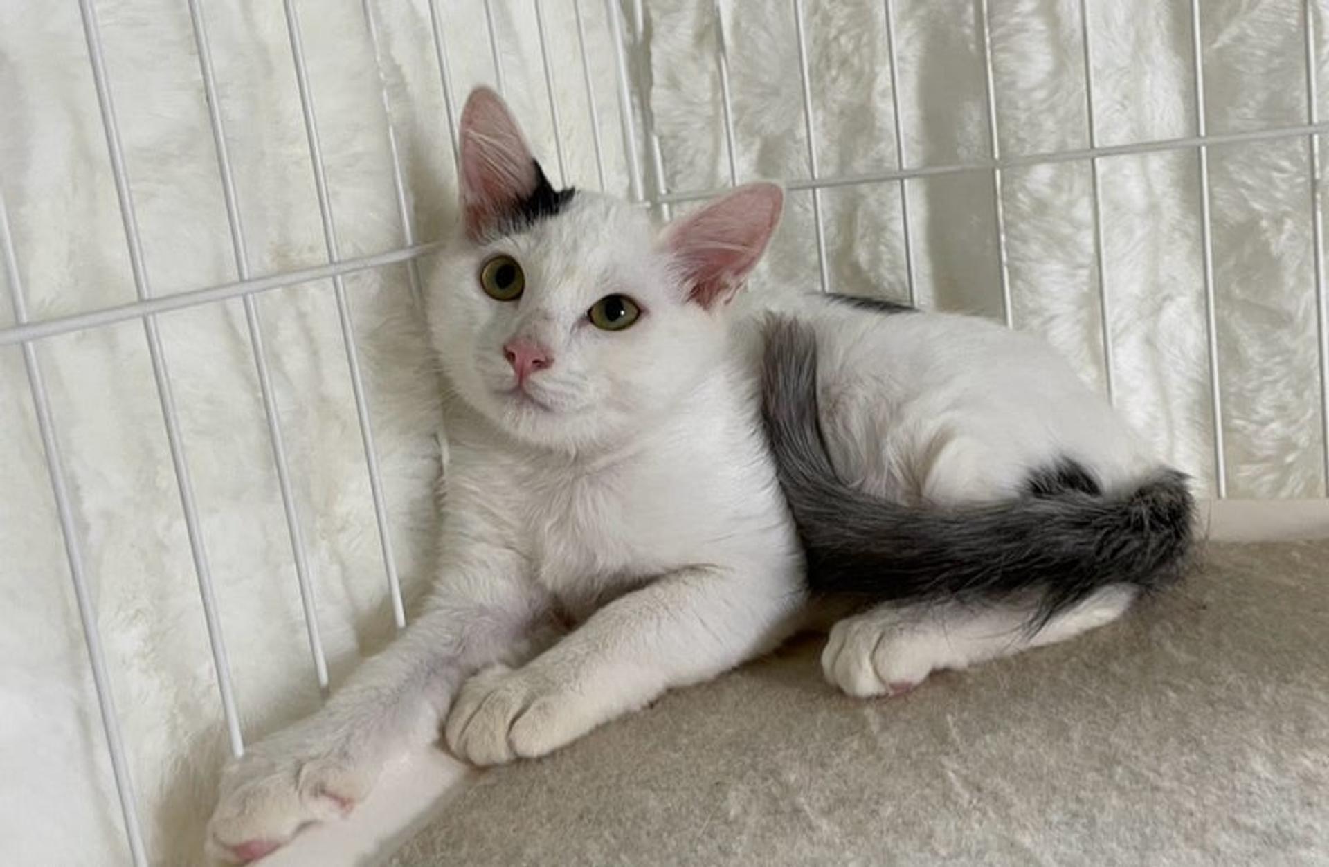 pet-image-4