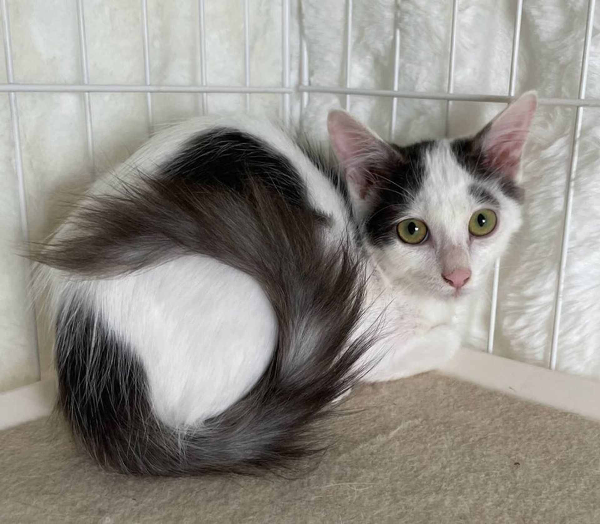 雑種（ミックス猫）・オスの里親募集の写真