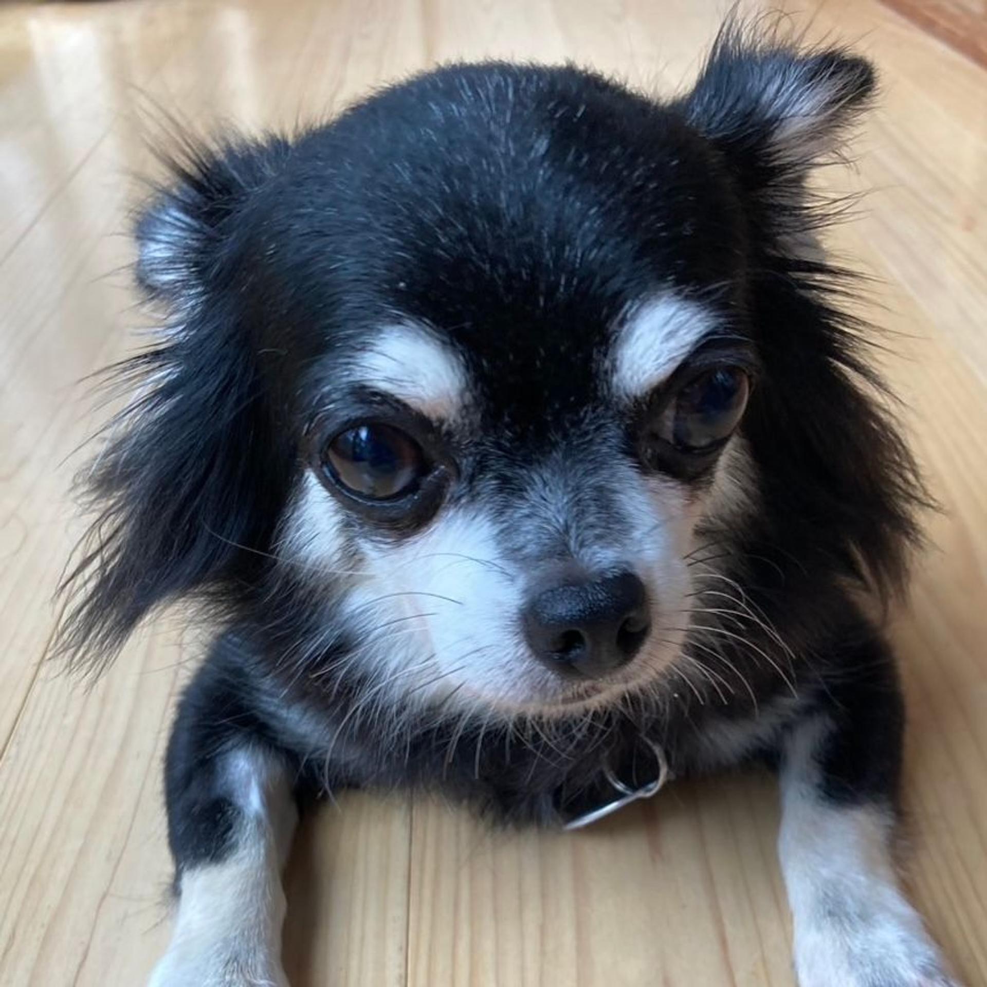 pet-image-2