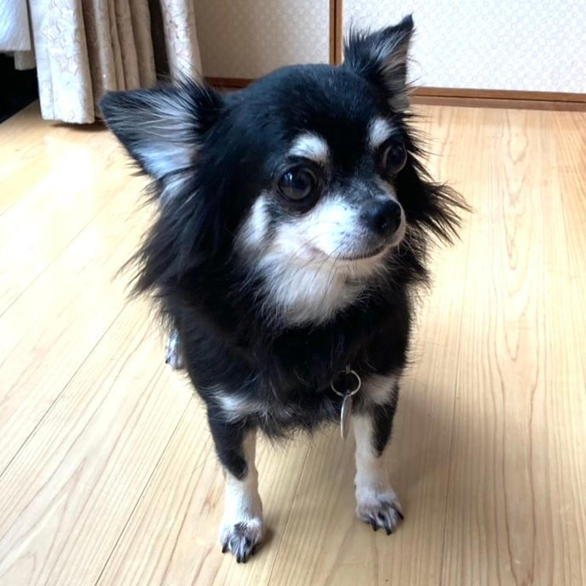 pet-image-3
