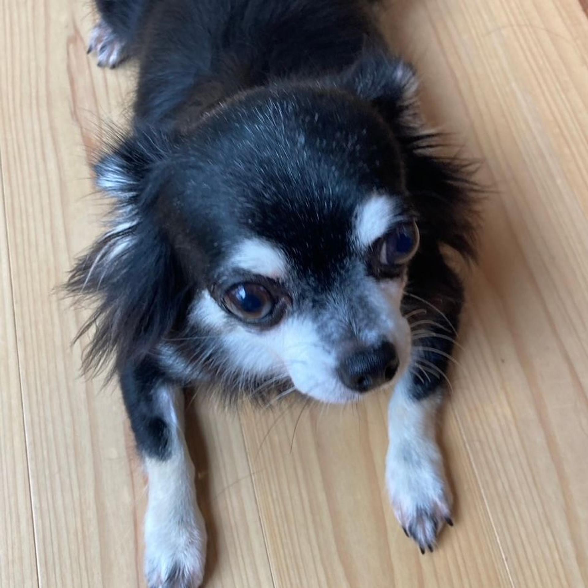 pet-image-5