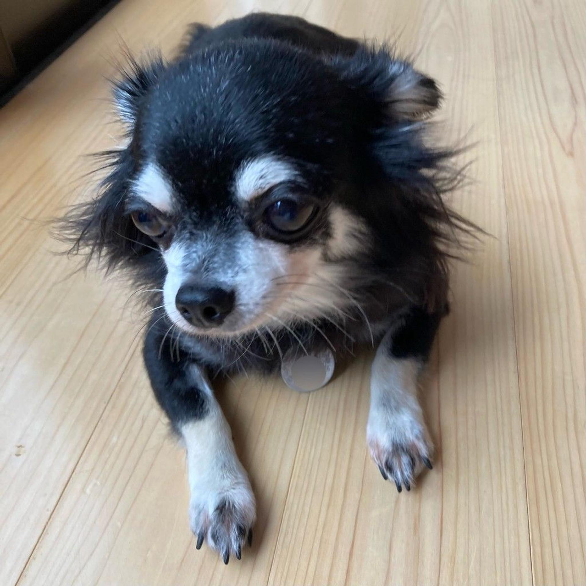 pet-image-6