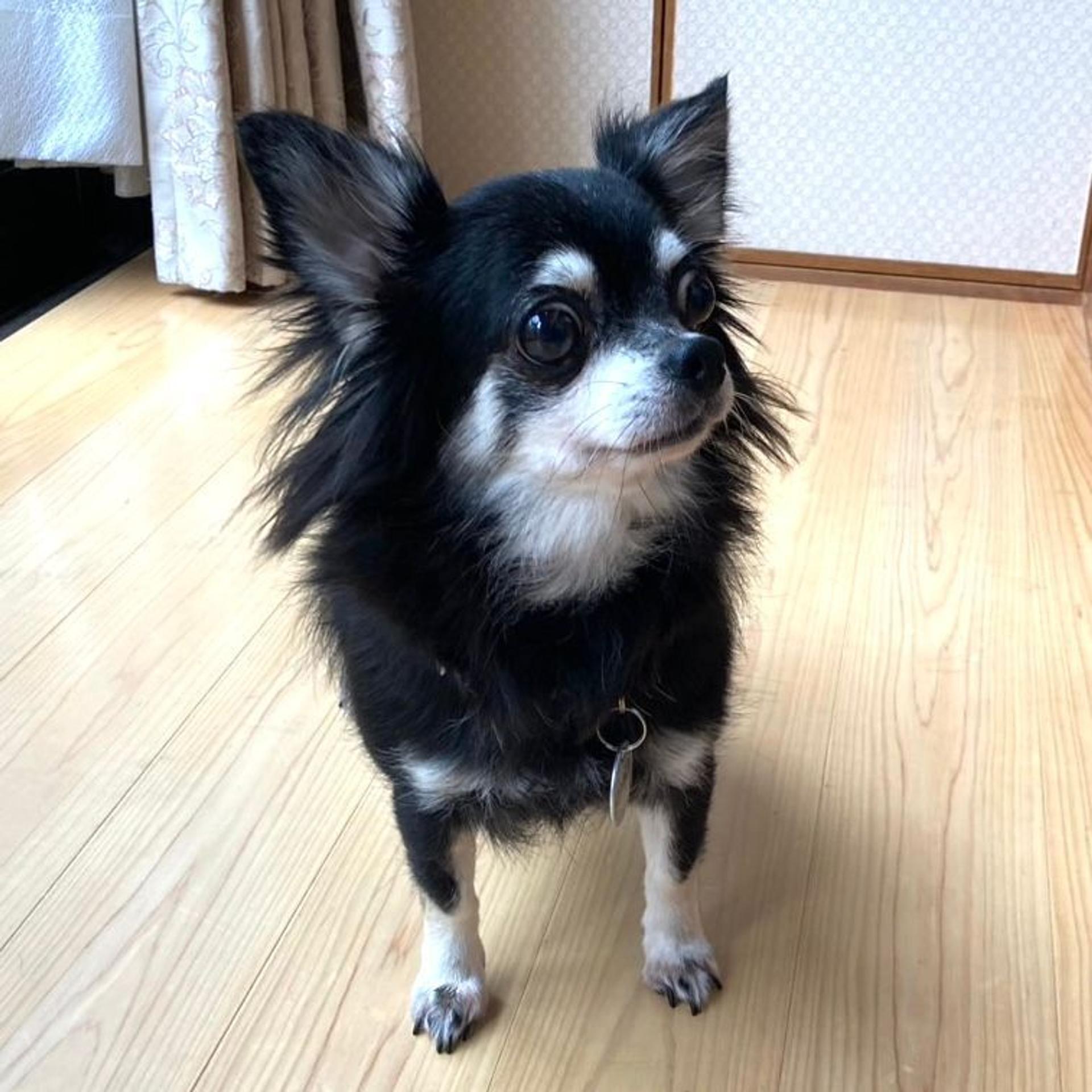 pet-image-7