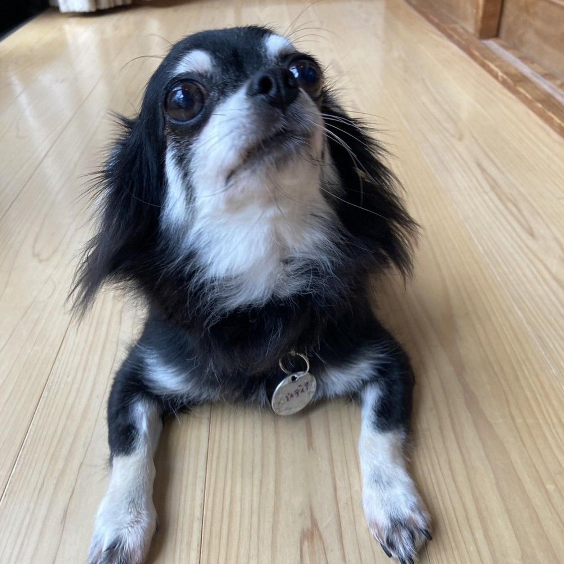 pet-image-8