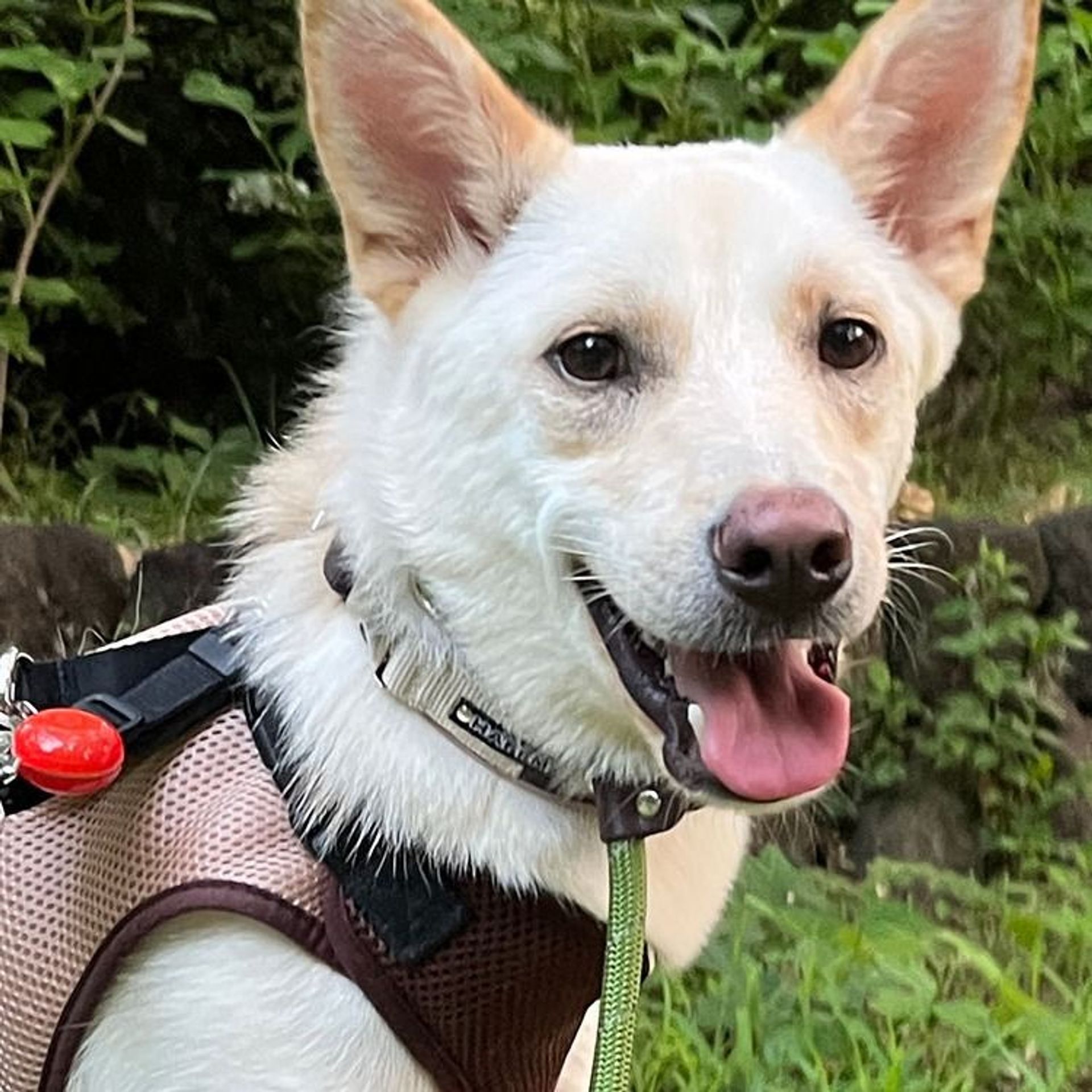 雑種（ミックス犬）・オスの里親募集の写真
