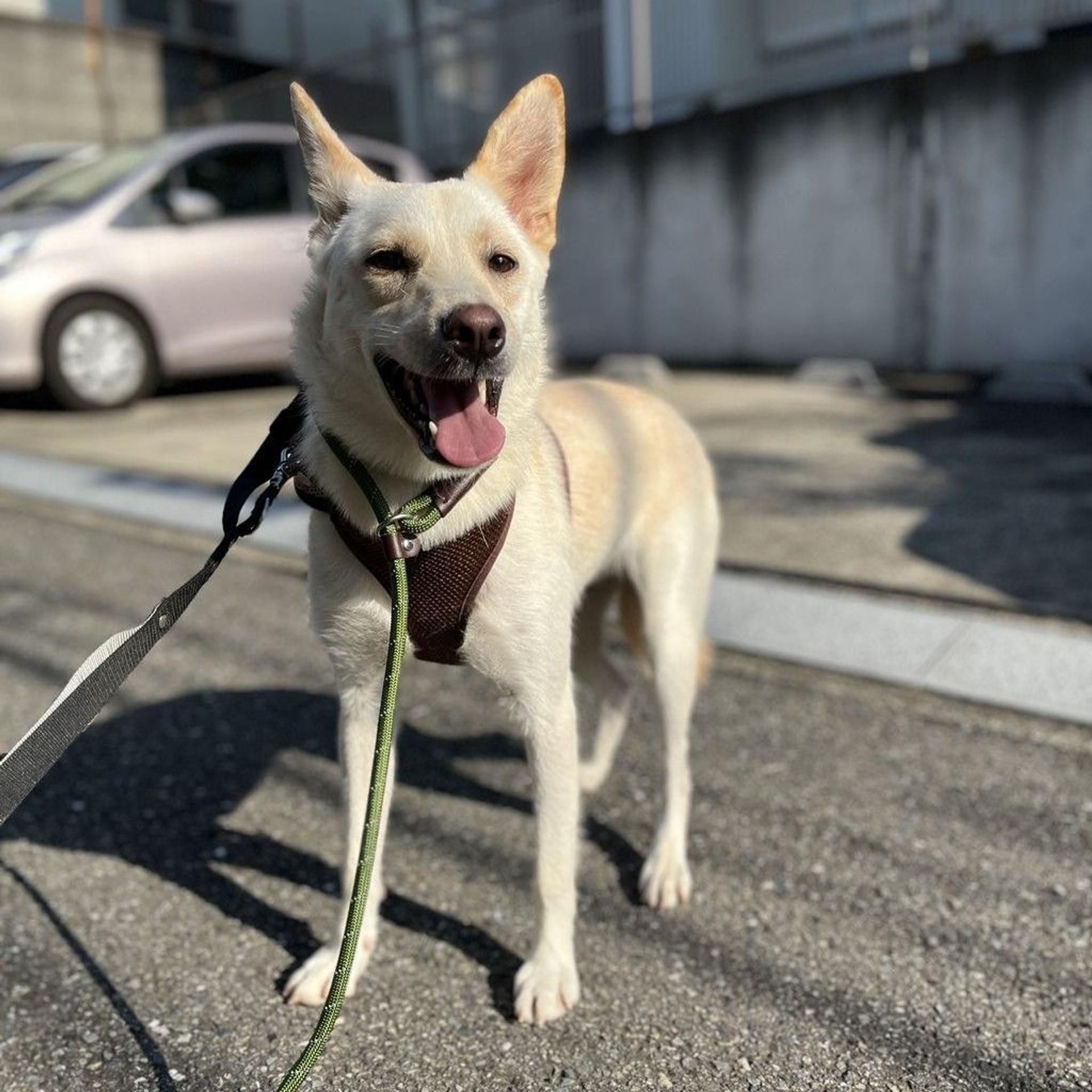 pet-image-5