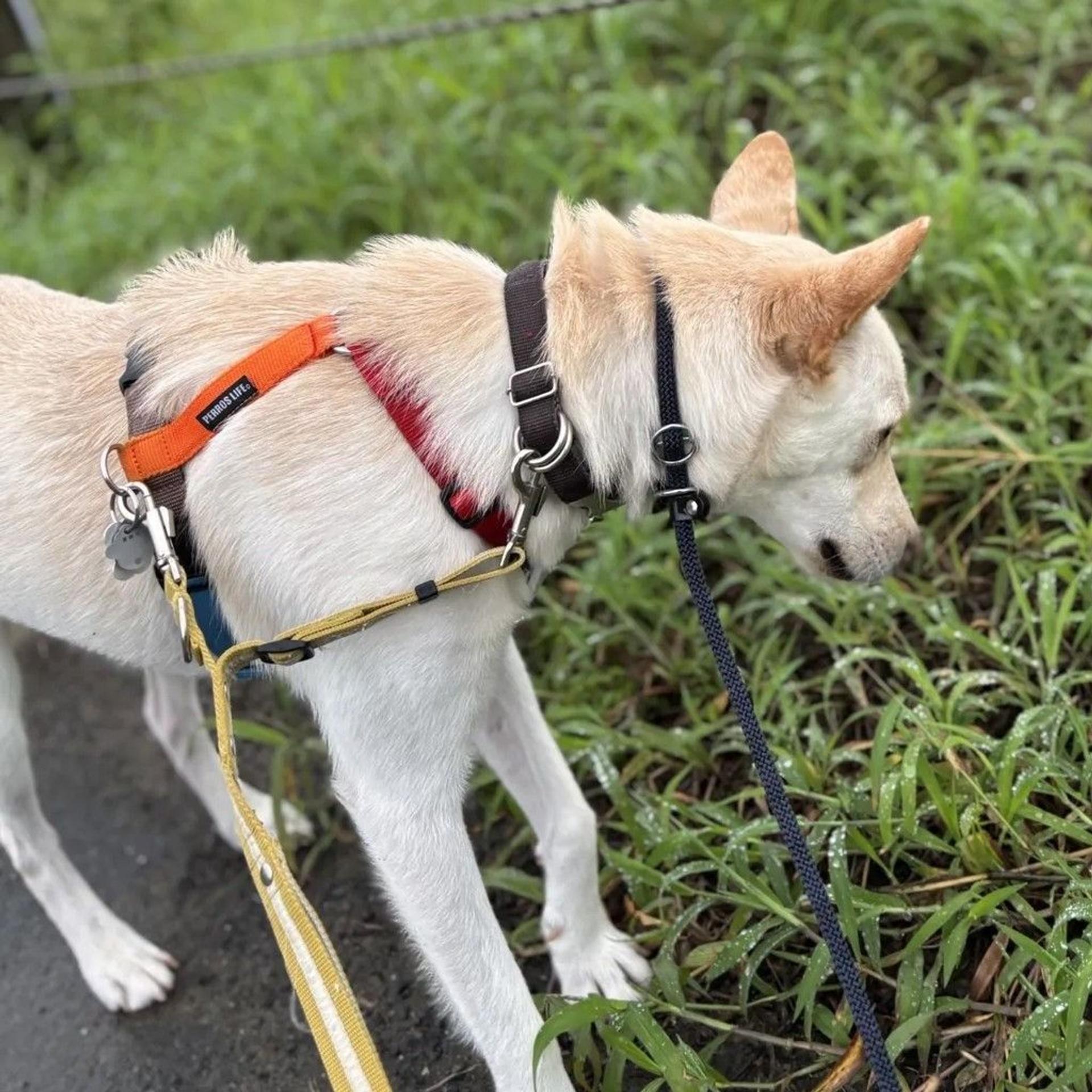 pet-image-8