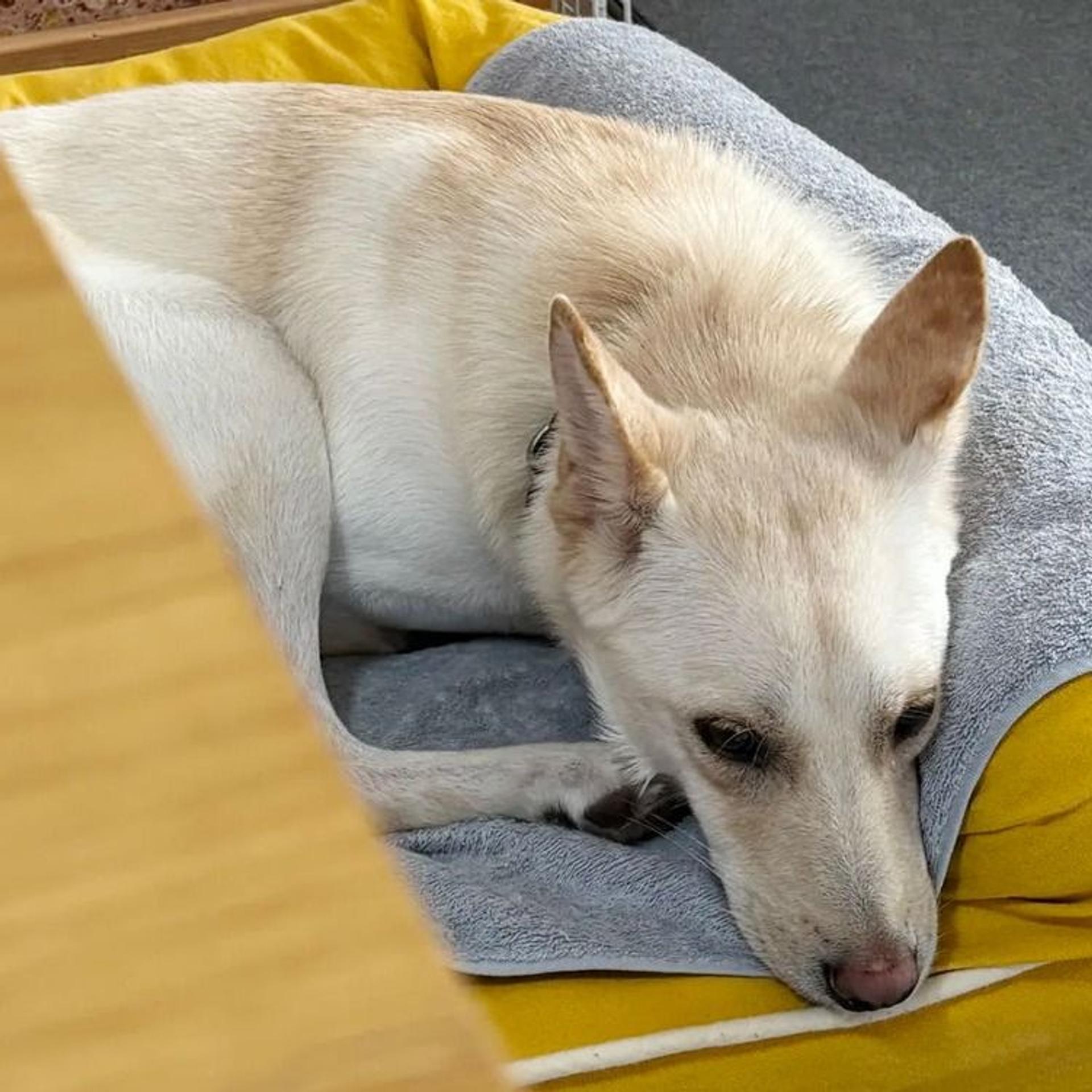 pet-image-9