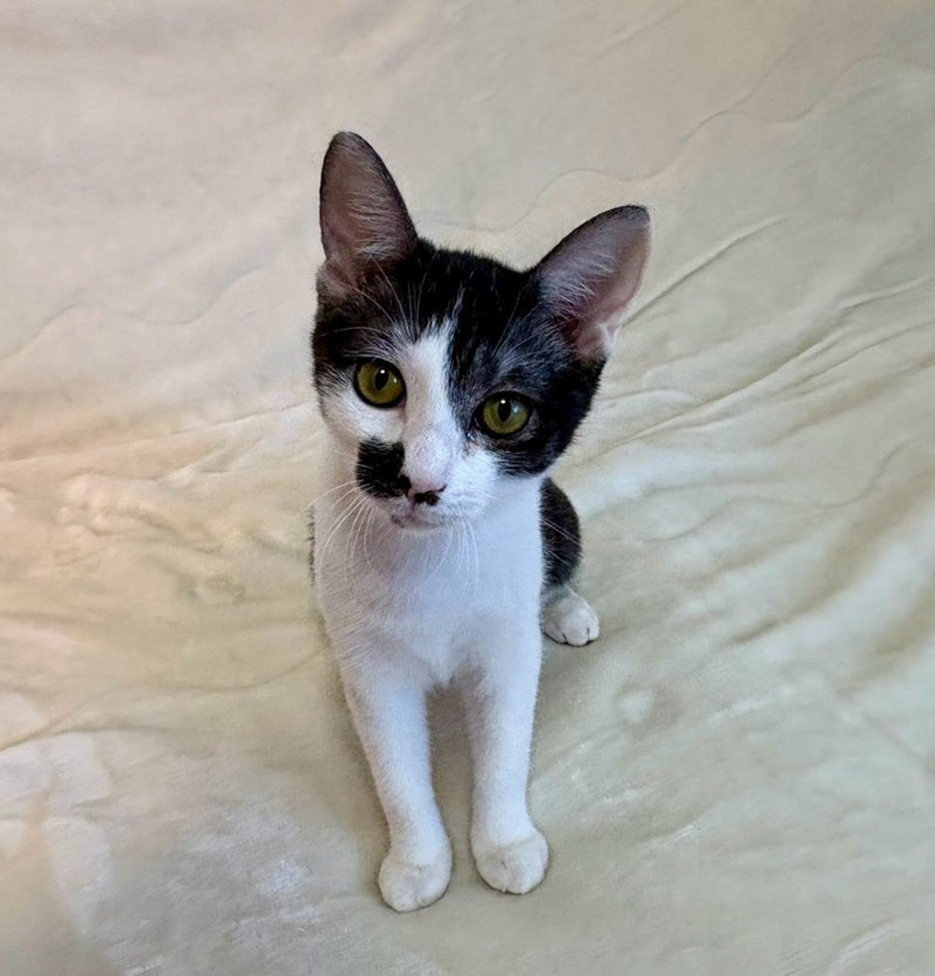 雑種（ミックス猫）・メスの里親募集の写真