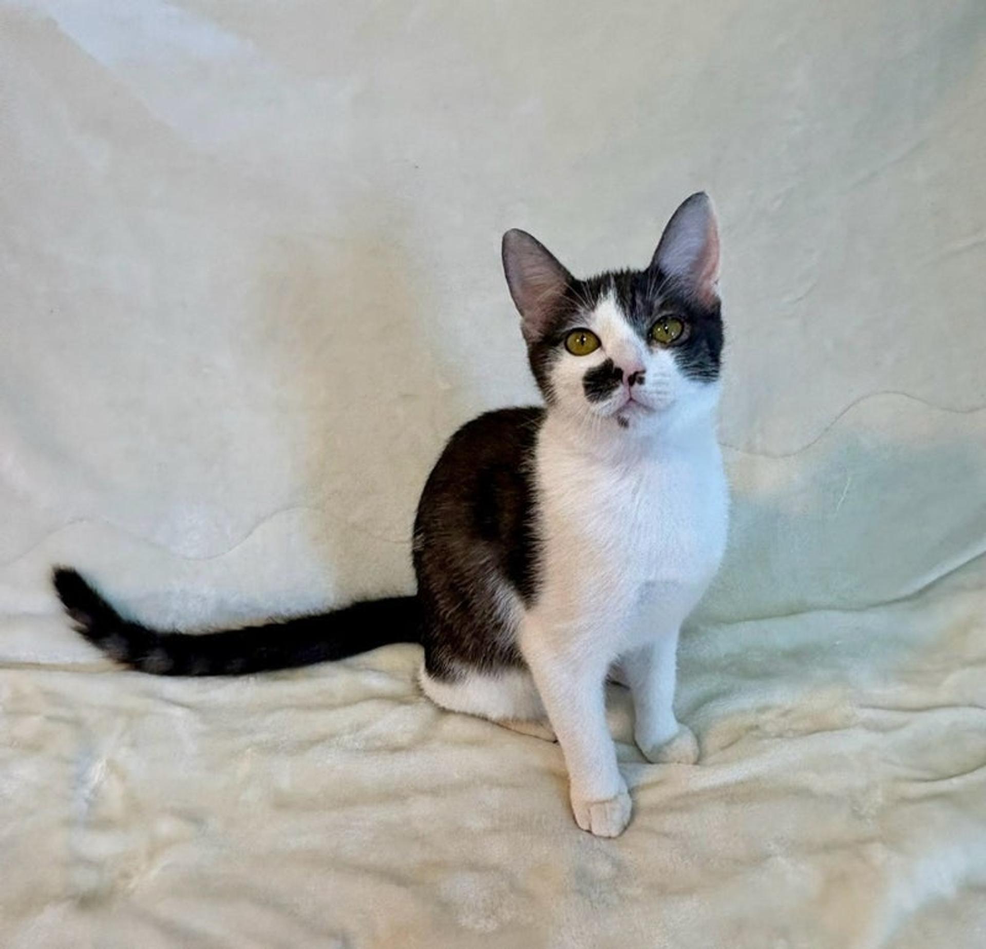 pet-image-2