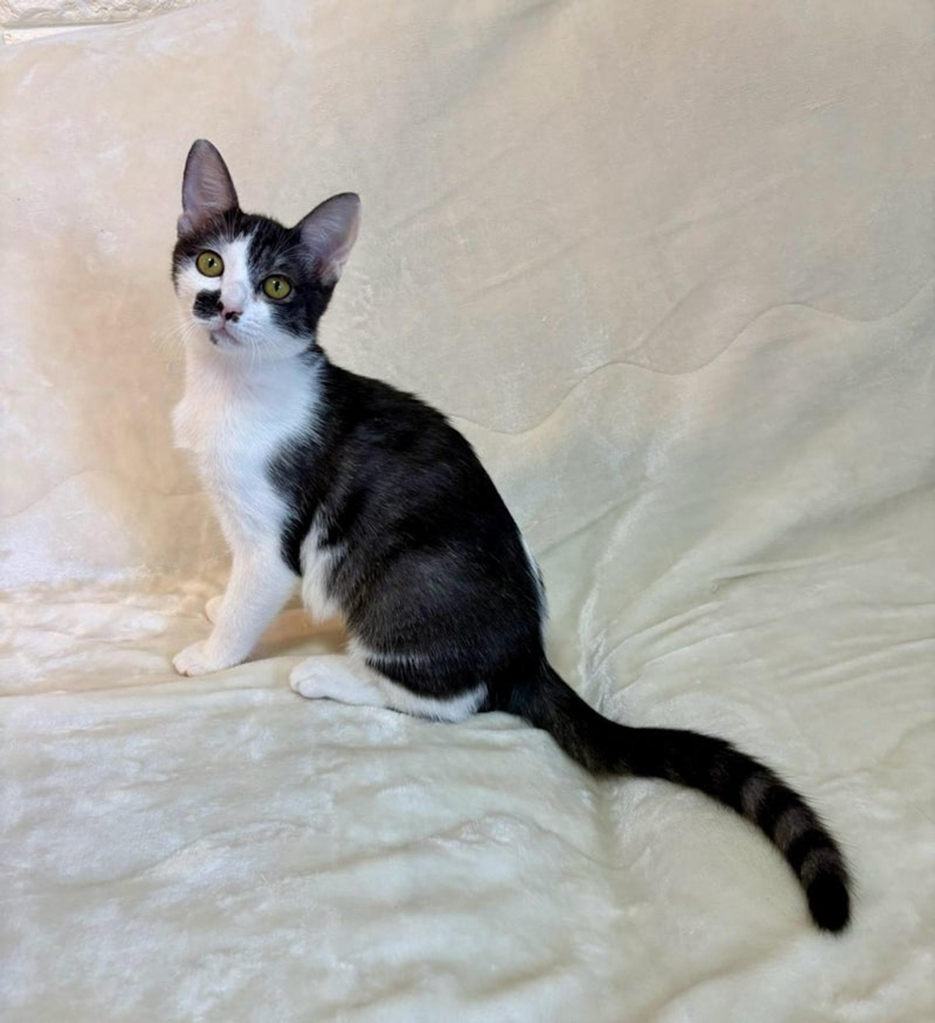 pet-image-4