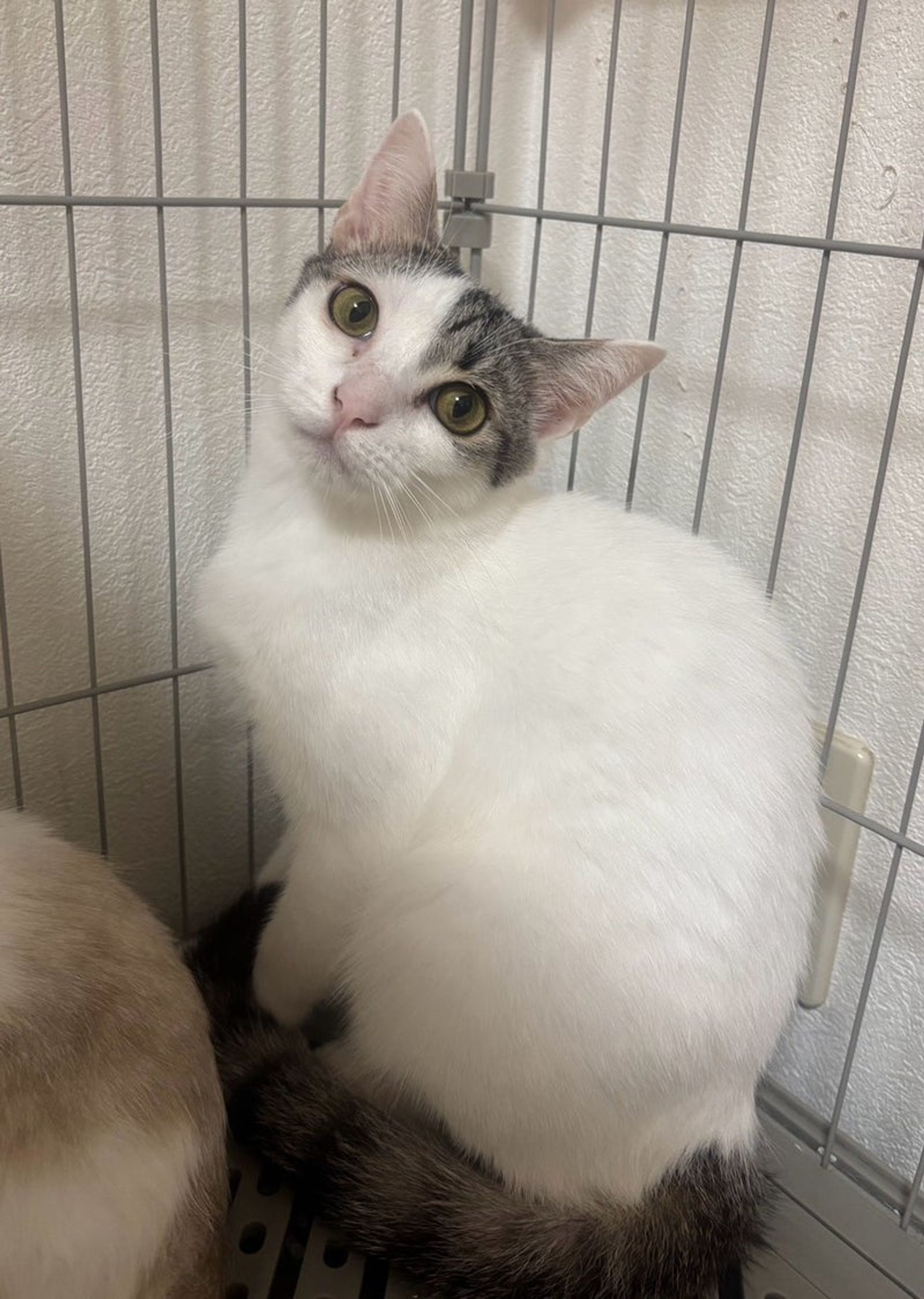 雑種（ミックス猫）・オスの里親募集の写真