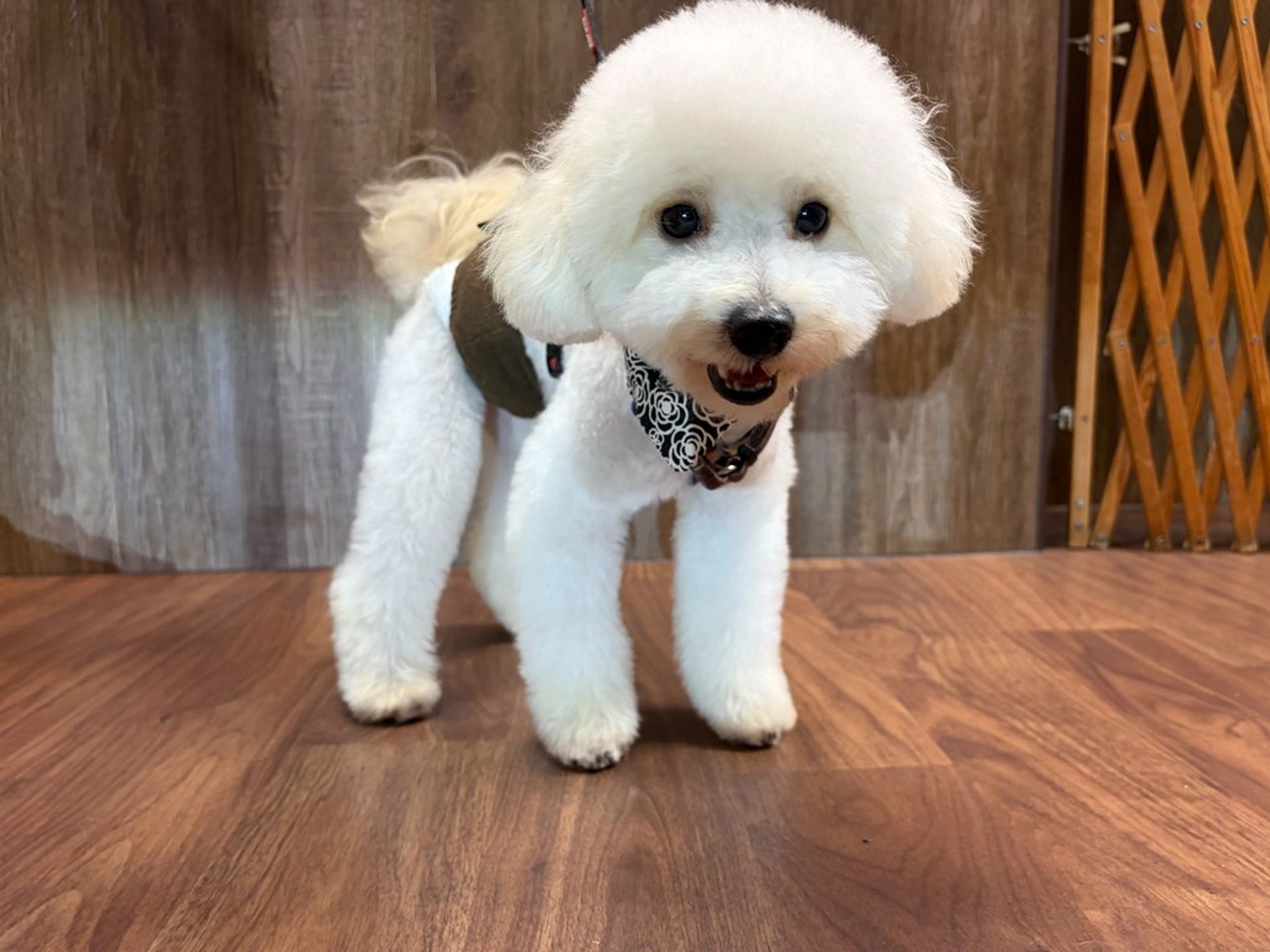 雑種（ミックス犬）・オスの里親募集の写真