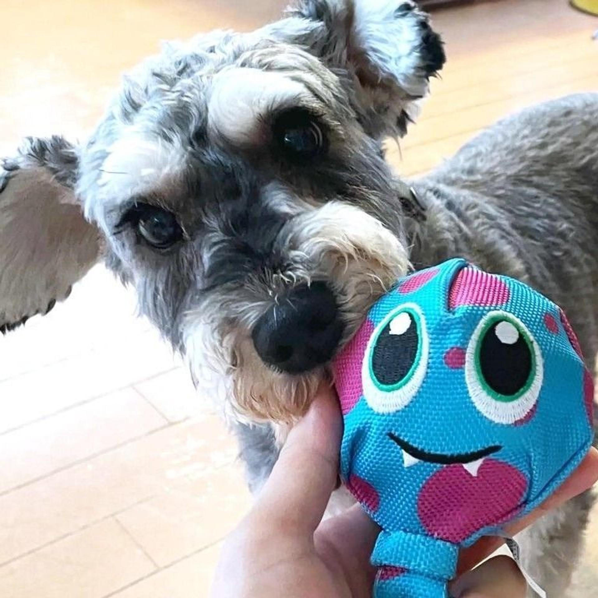 pet-image-6