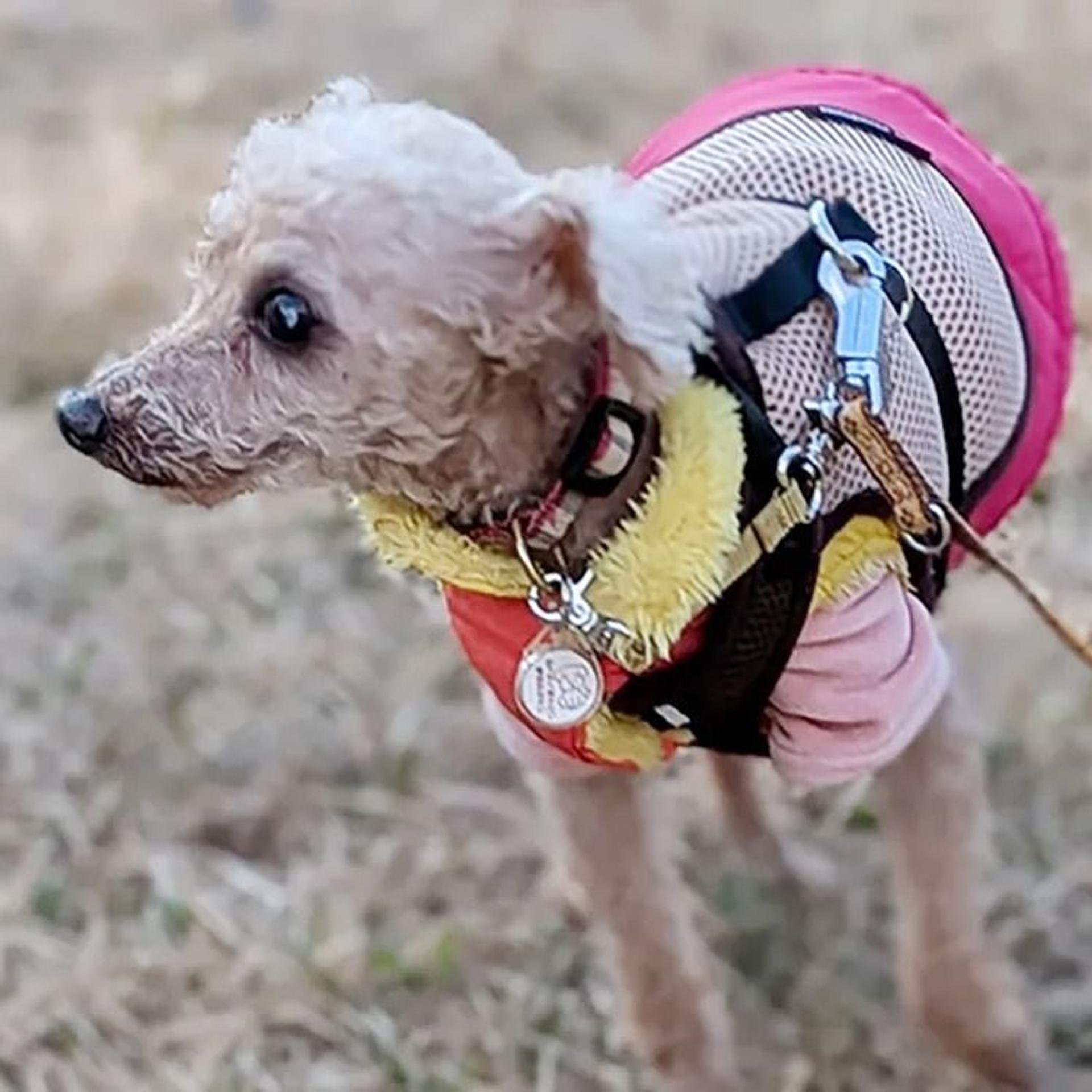 pet-image-3