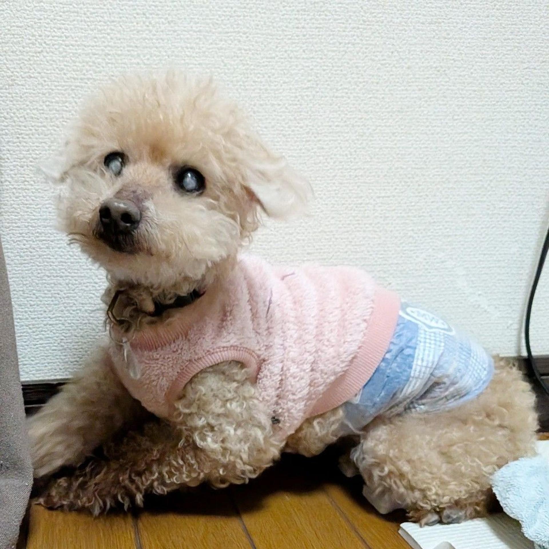 pet-image-7