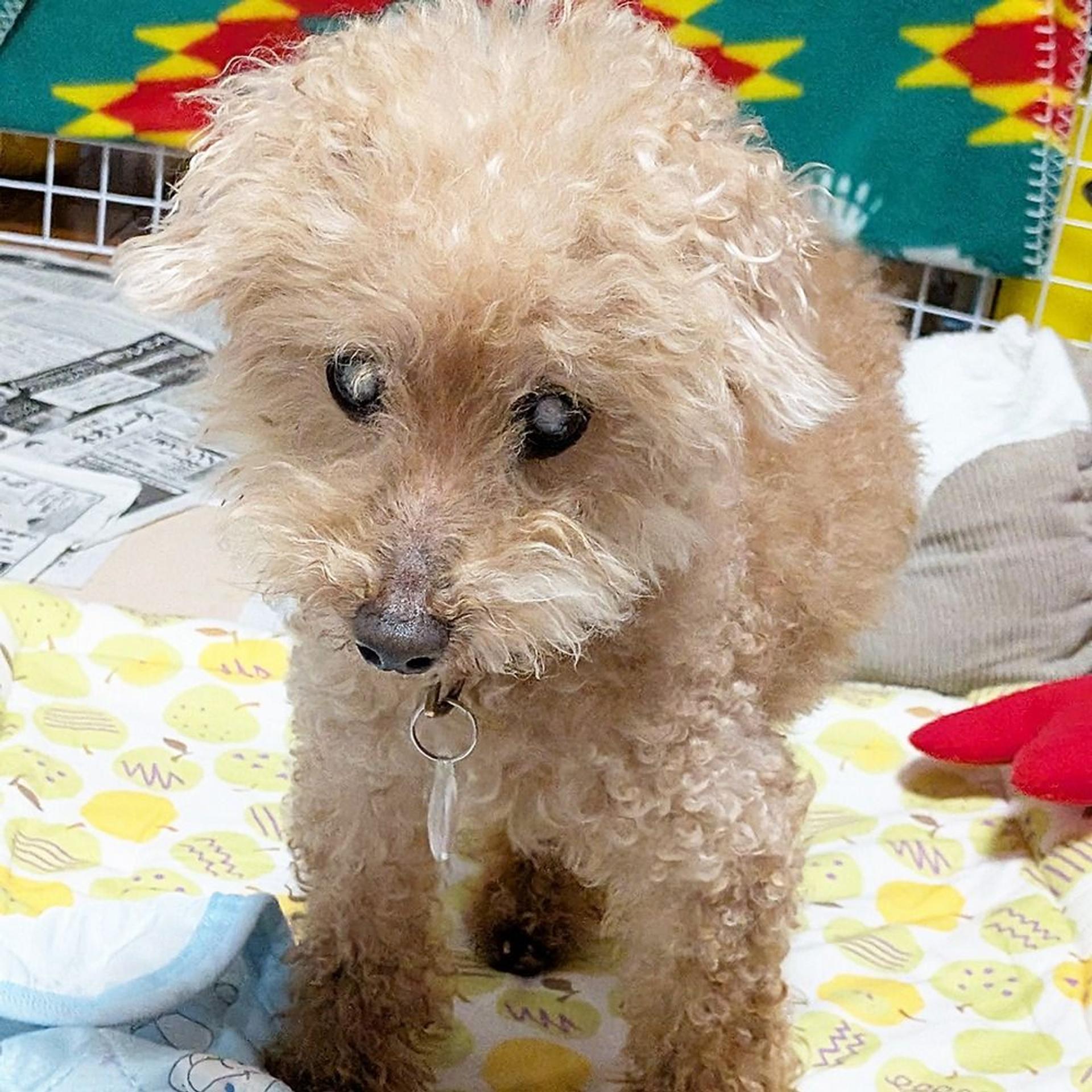 pet-image-8