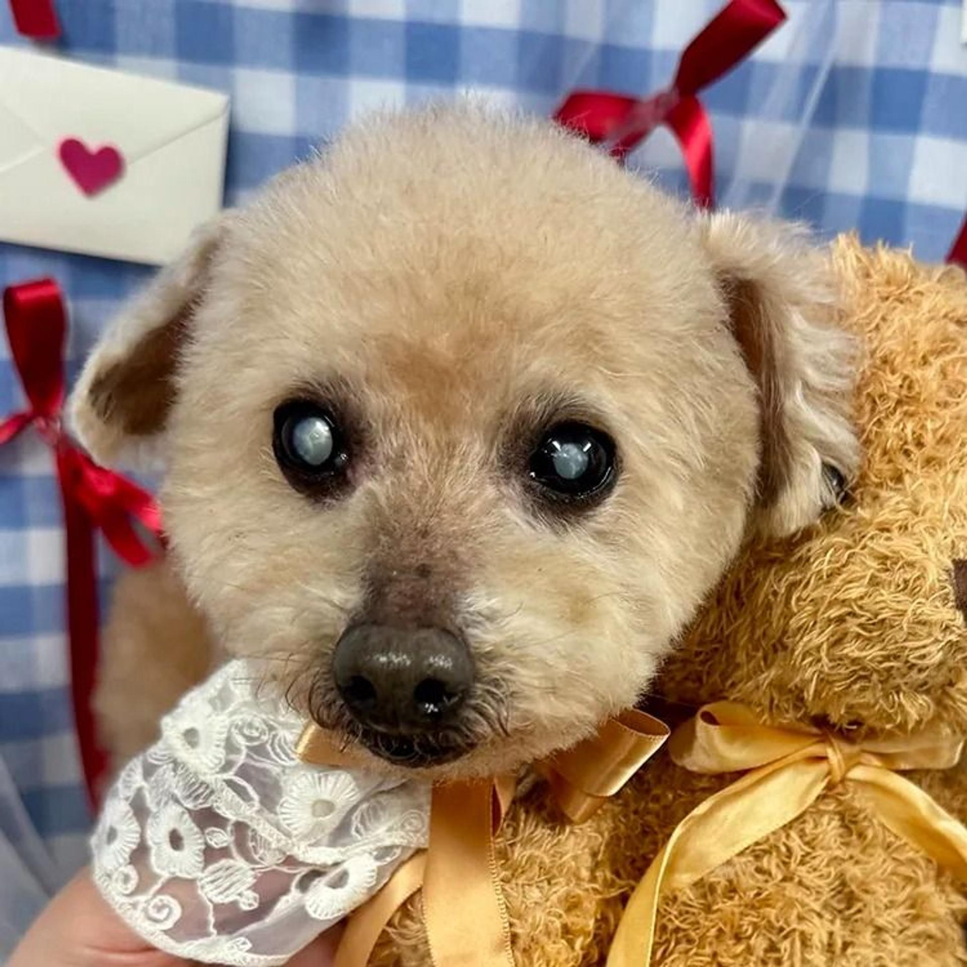 pet-image-9