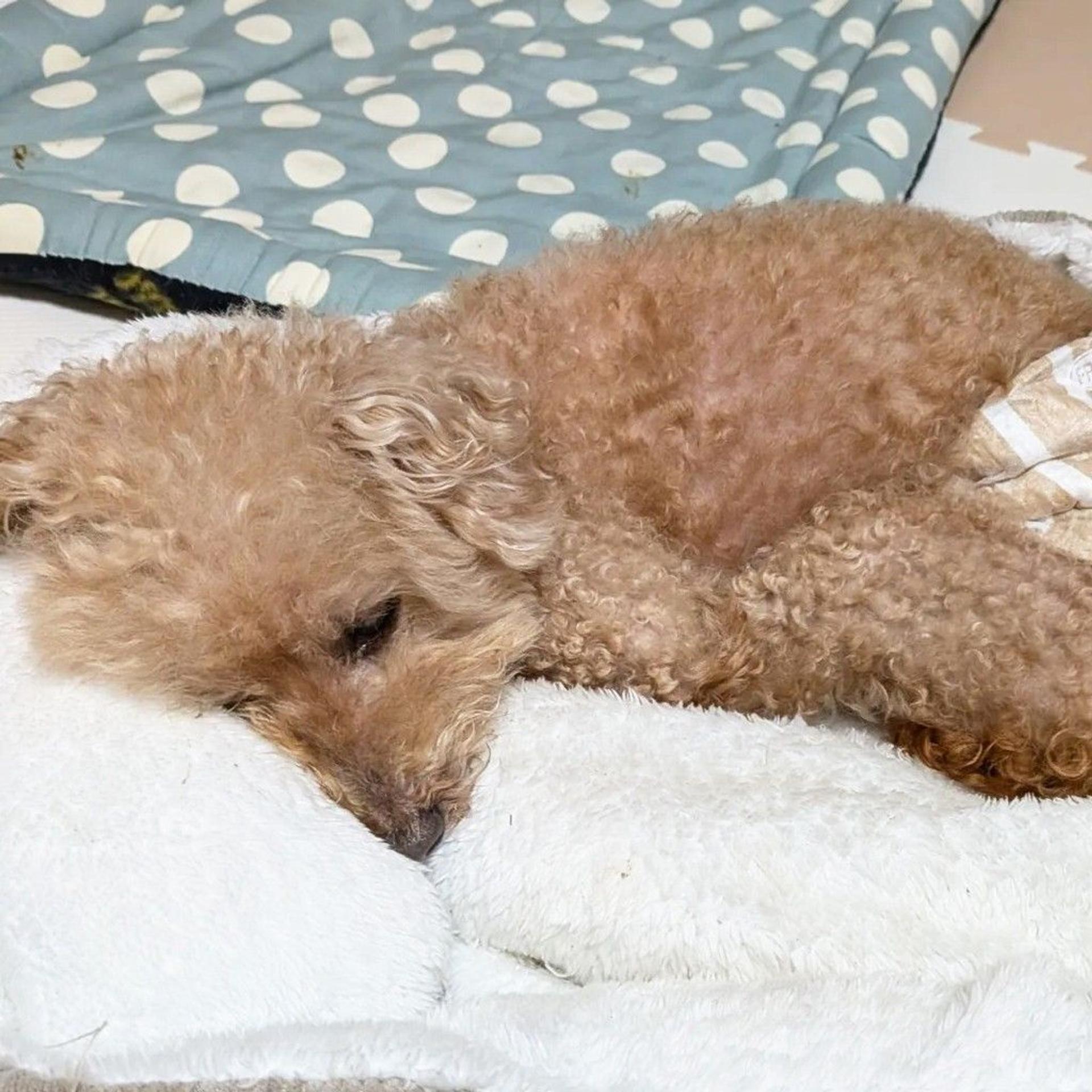 pet-image-10