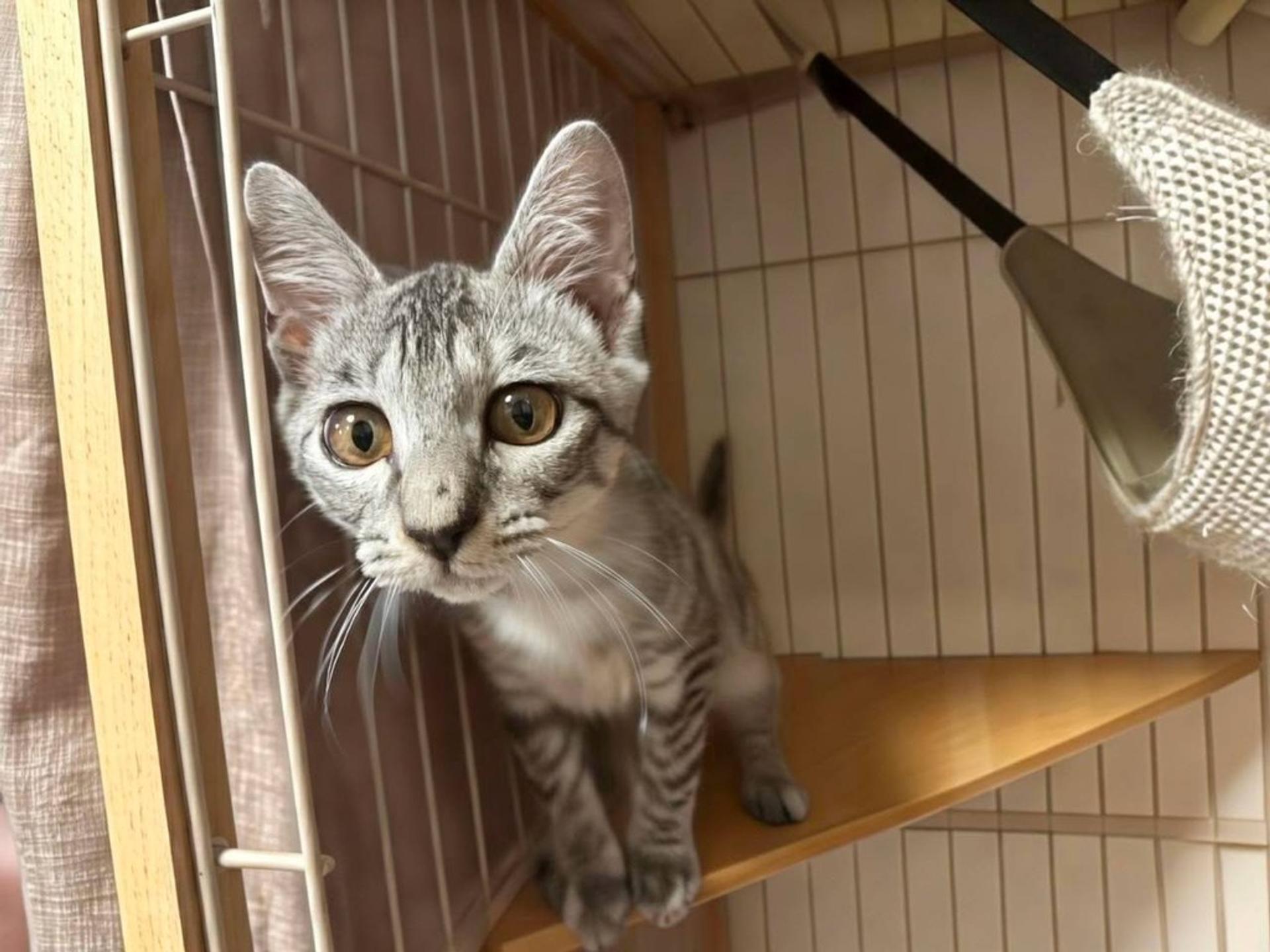 pet-image-2