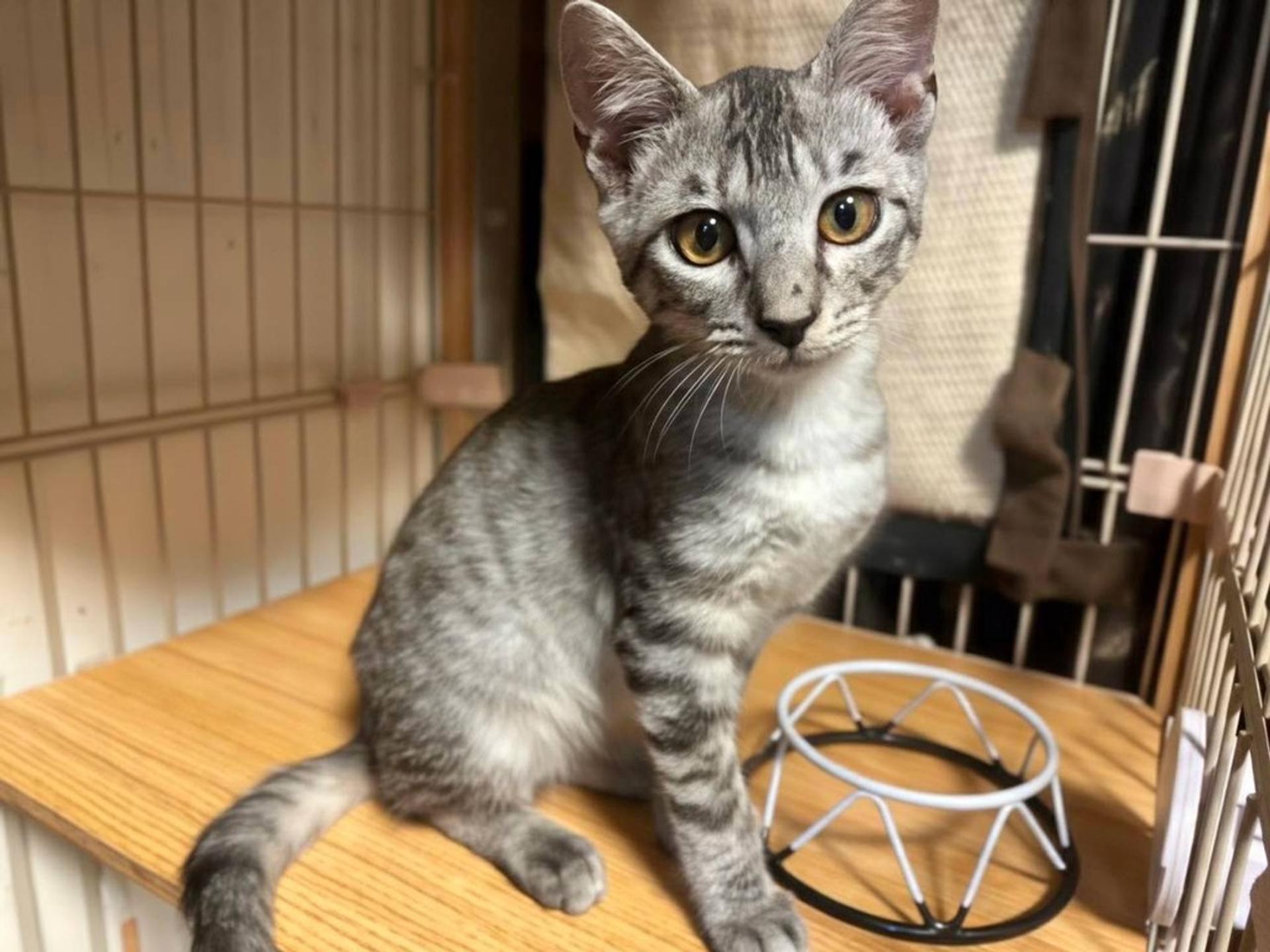pet-image-4