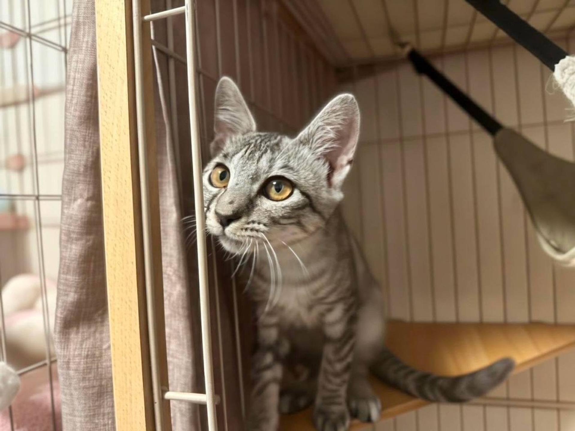pet-image-6