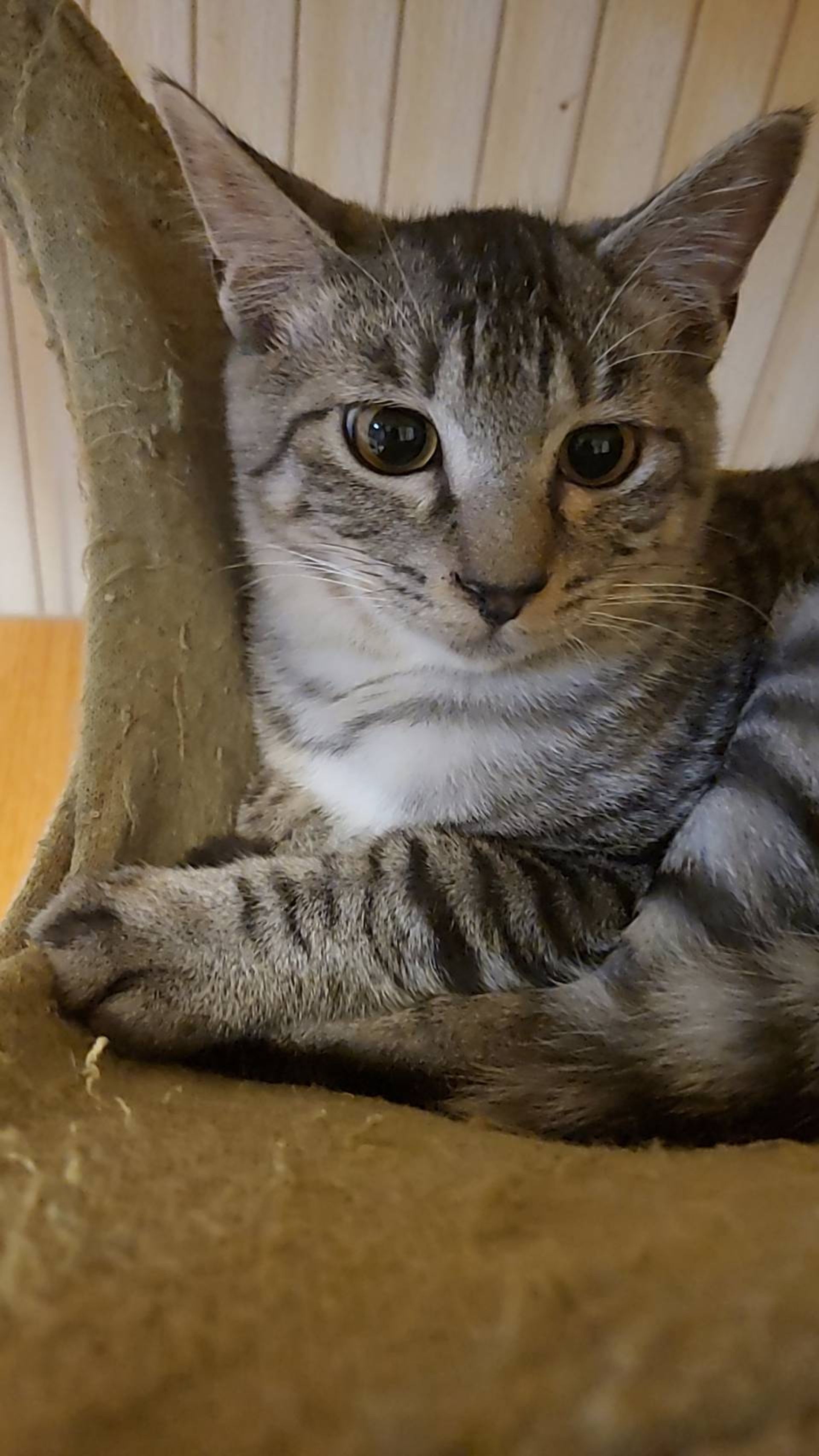 雑種（ミックス猫）・オスの里親募集の写真