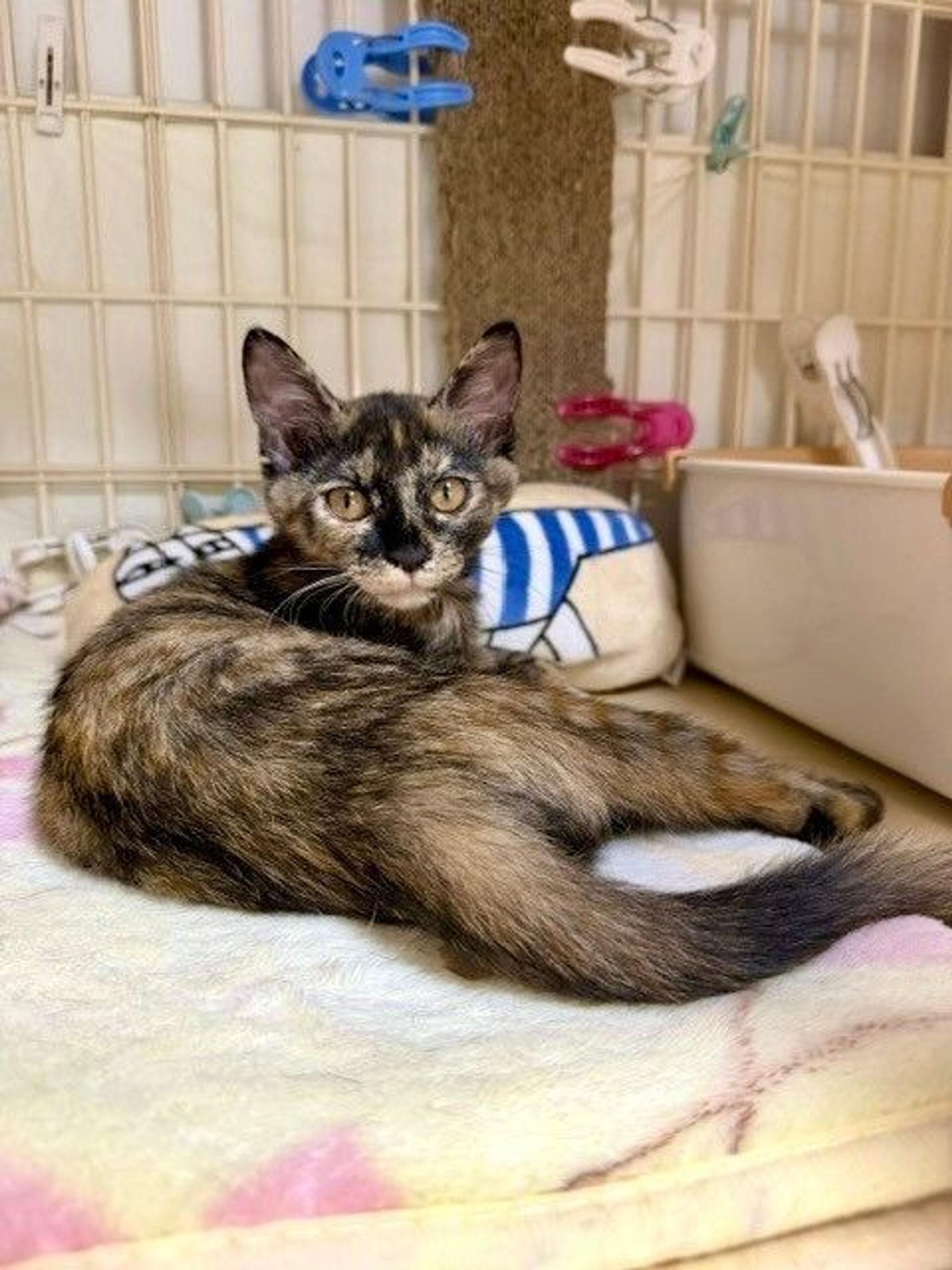 雑種（ミックス猫）・メスの里親募集の写真
