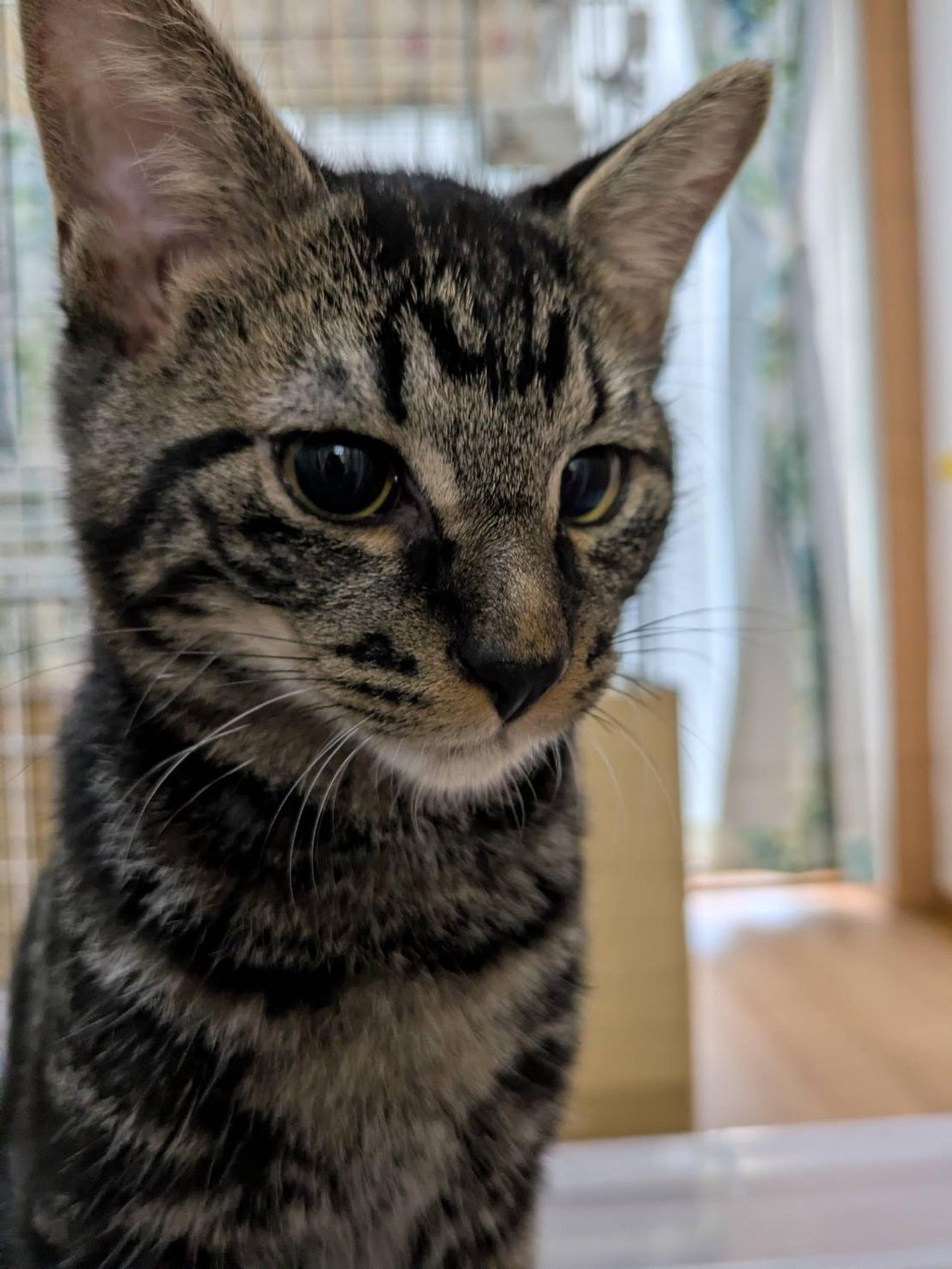 pet-image-2