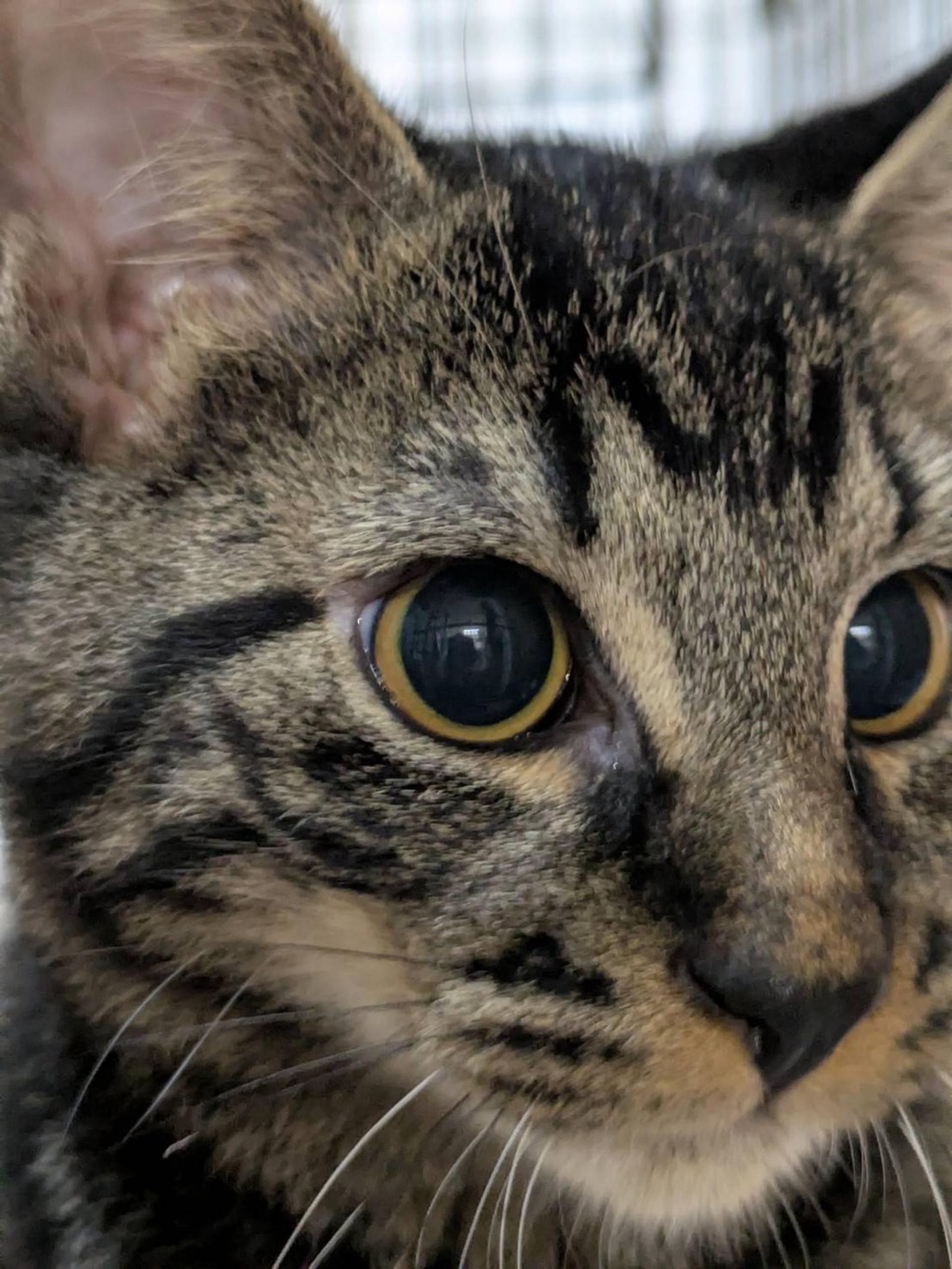pet-image-3