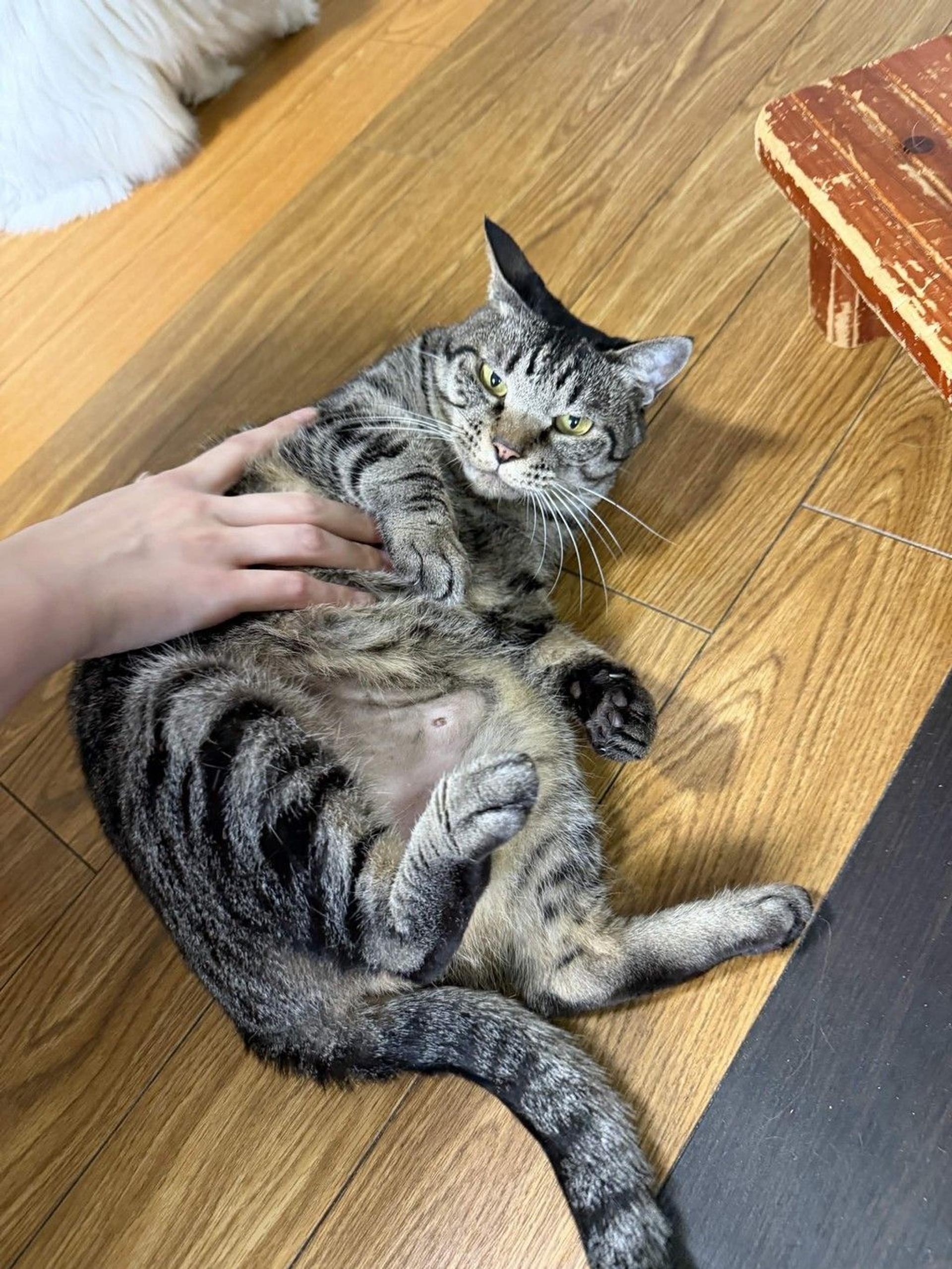 pet-image-3