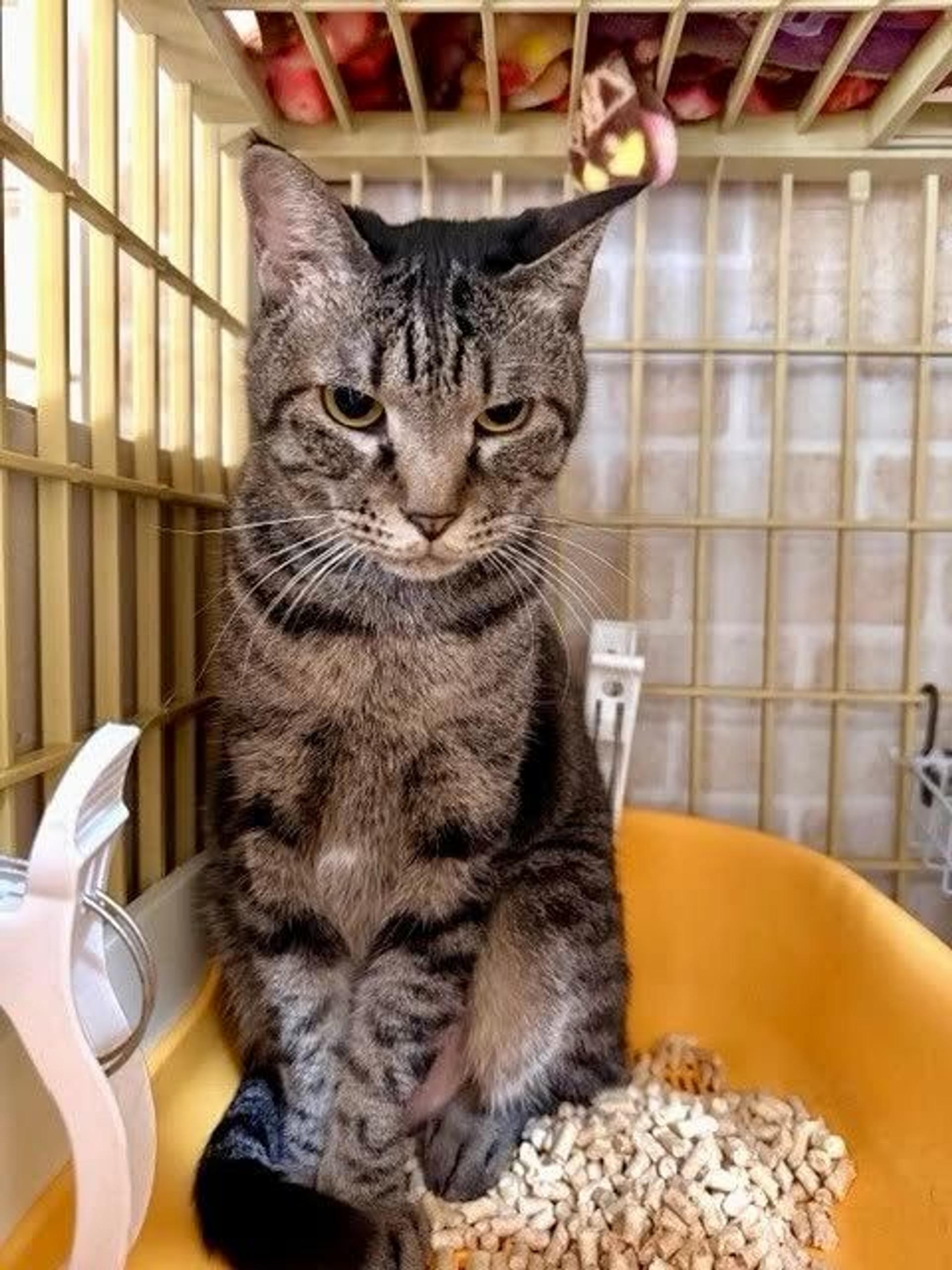 pet-image-5