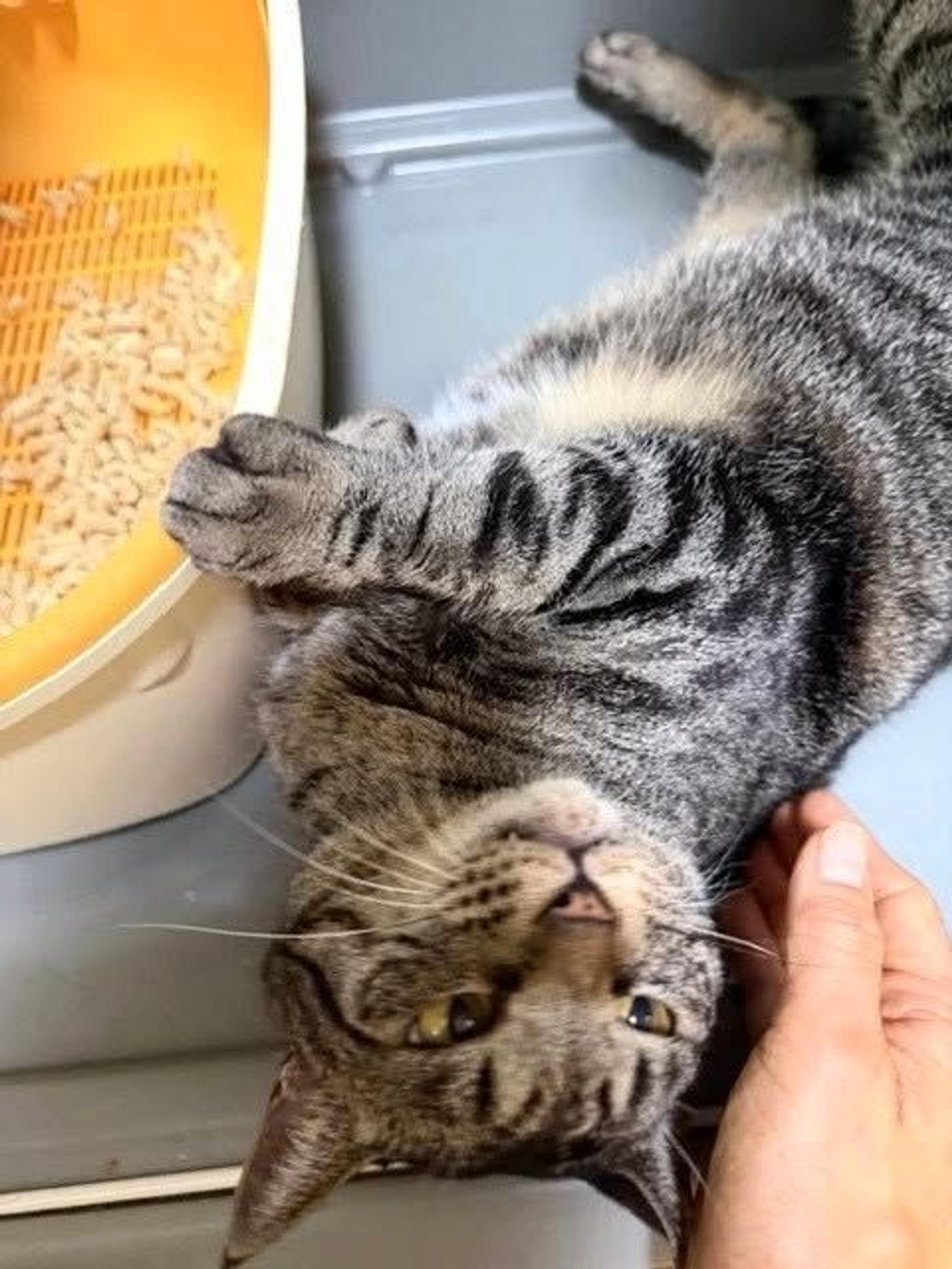 pet-image-8