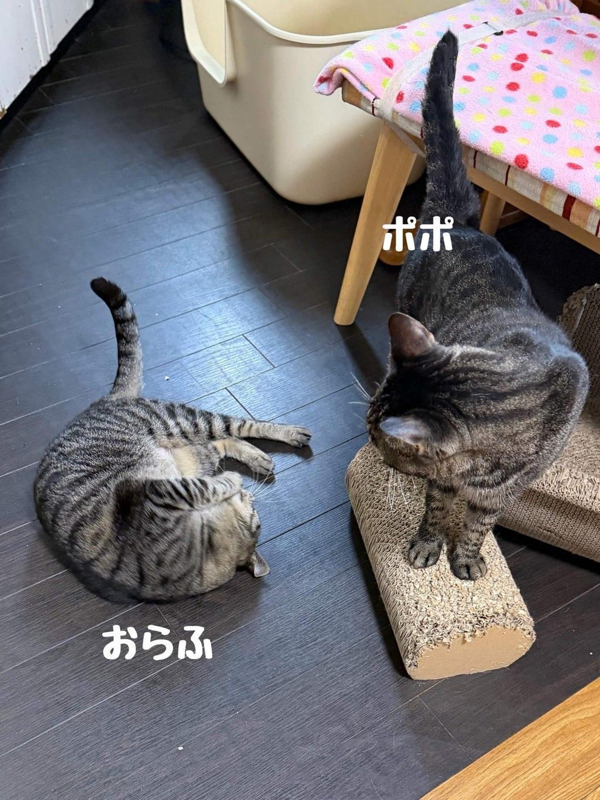pet-image-9